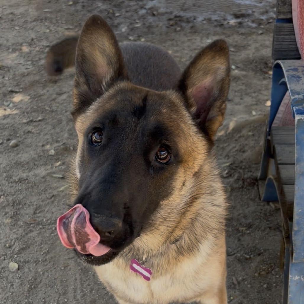 Enlarge Goku, a Adoptable mixed breed in Riverside, CA image 4/6