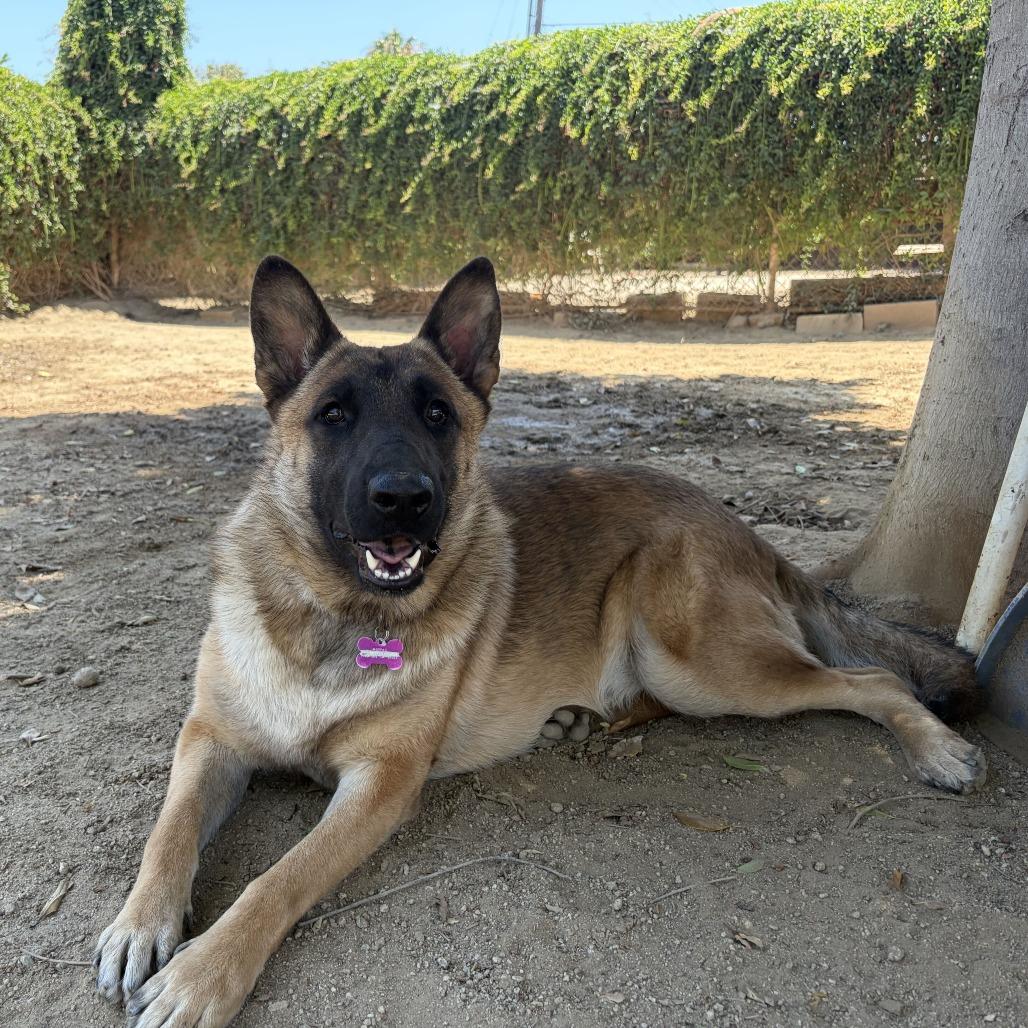 Enlarge Goku, a Adoptable mixed breed in Riverside, CA image 5/6
