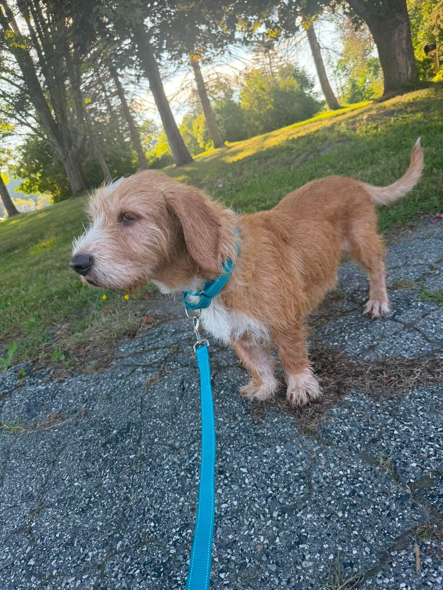 Enlarge MOE, an adopted mixed breed in Kennebunk , ME image 6/6