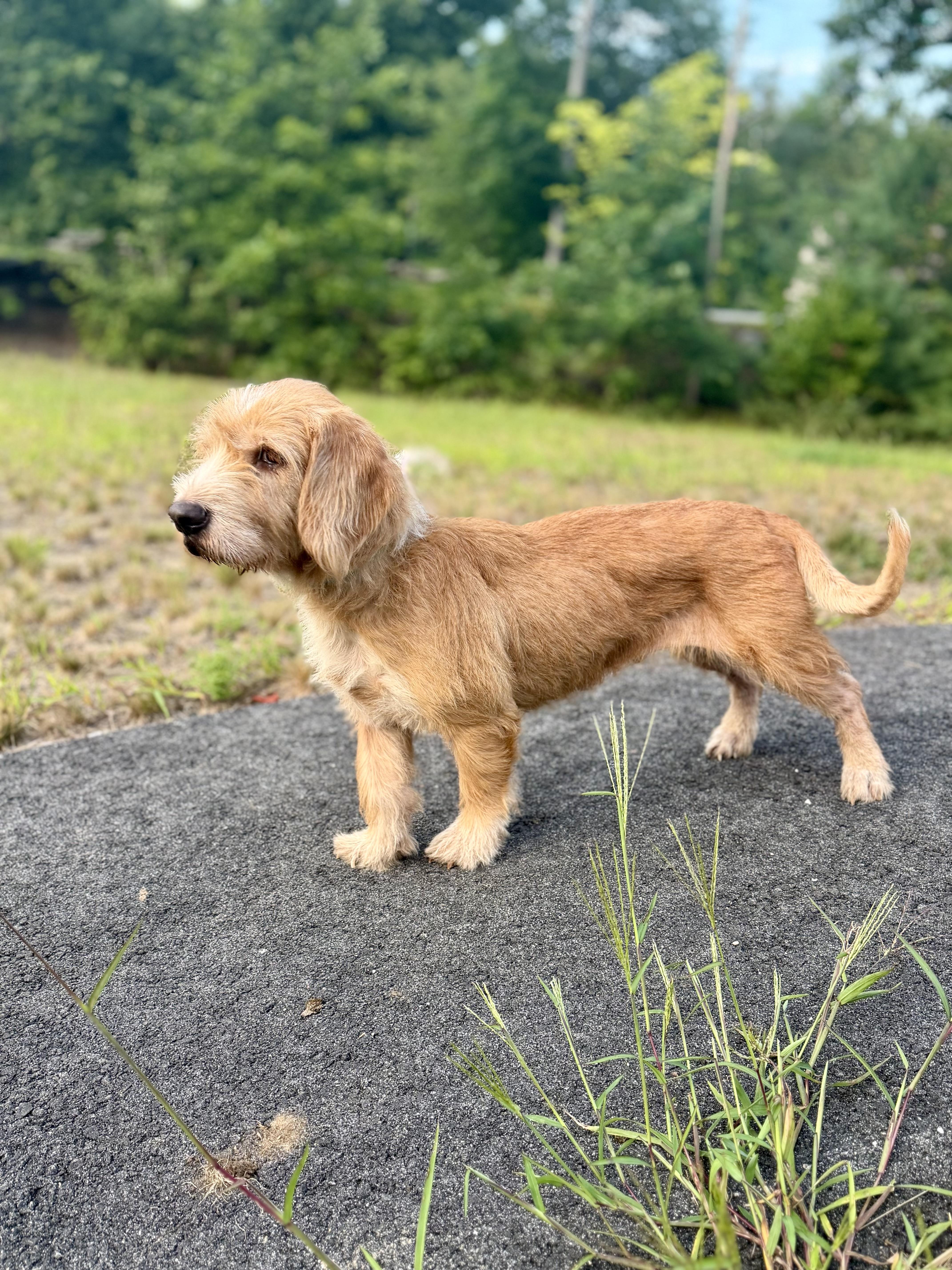 Enlarge MOE, an adopted mixed breed in Kennebunk , ME image 2/6