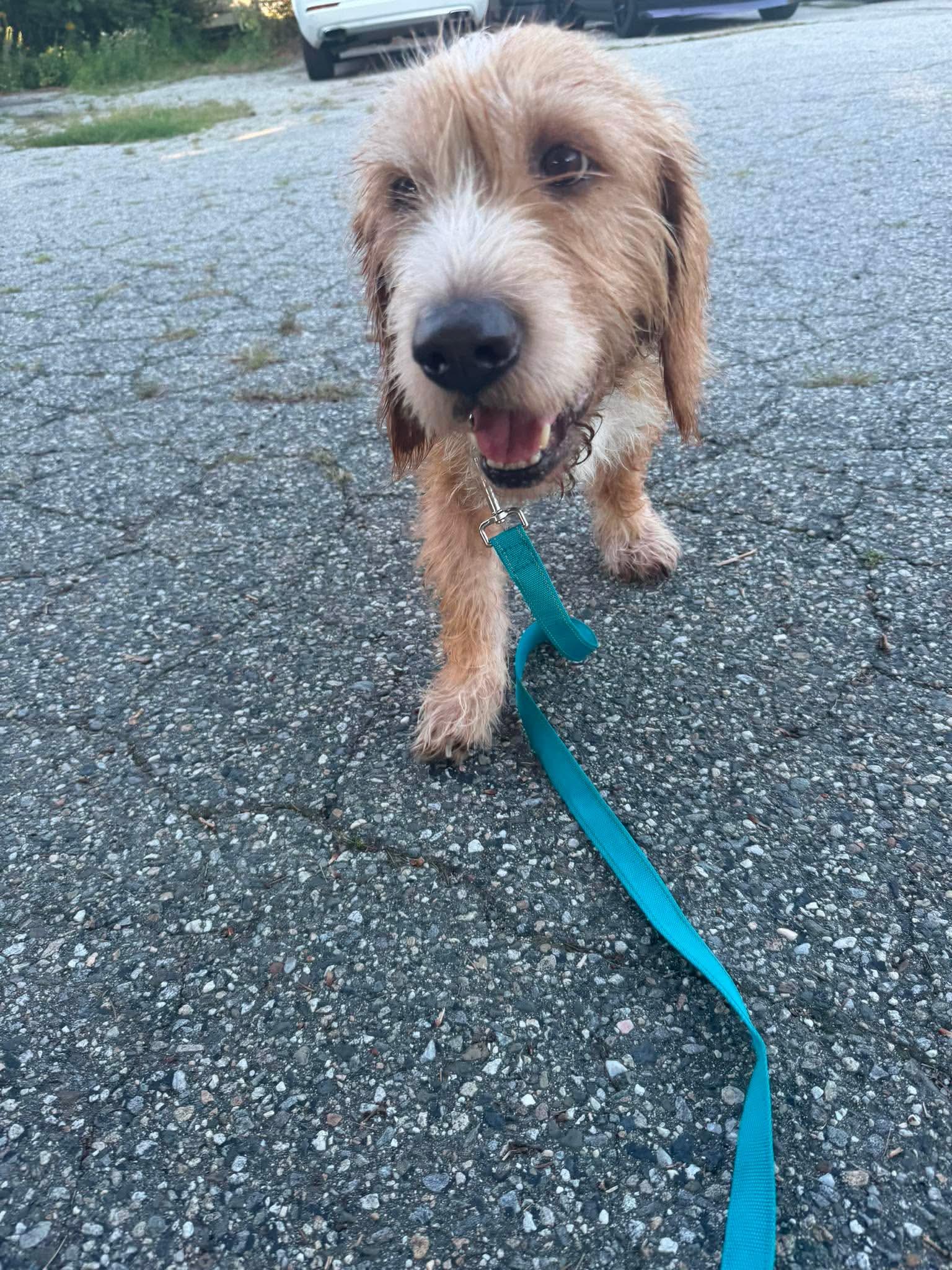 Enlarge MOE, an adopted mixed breed in Kennebunk , ME image 5/6
