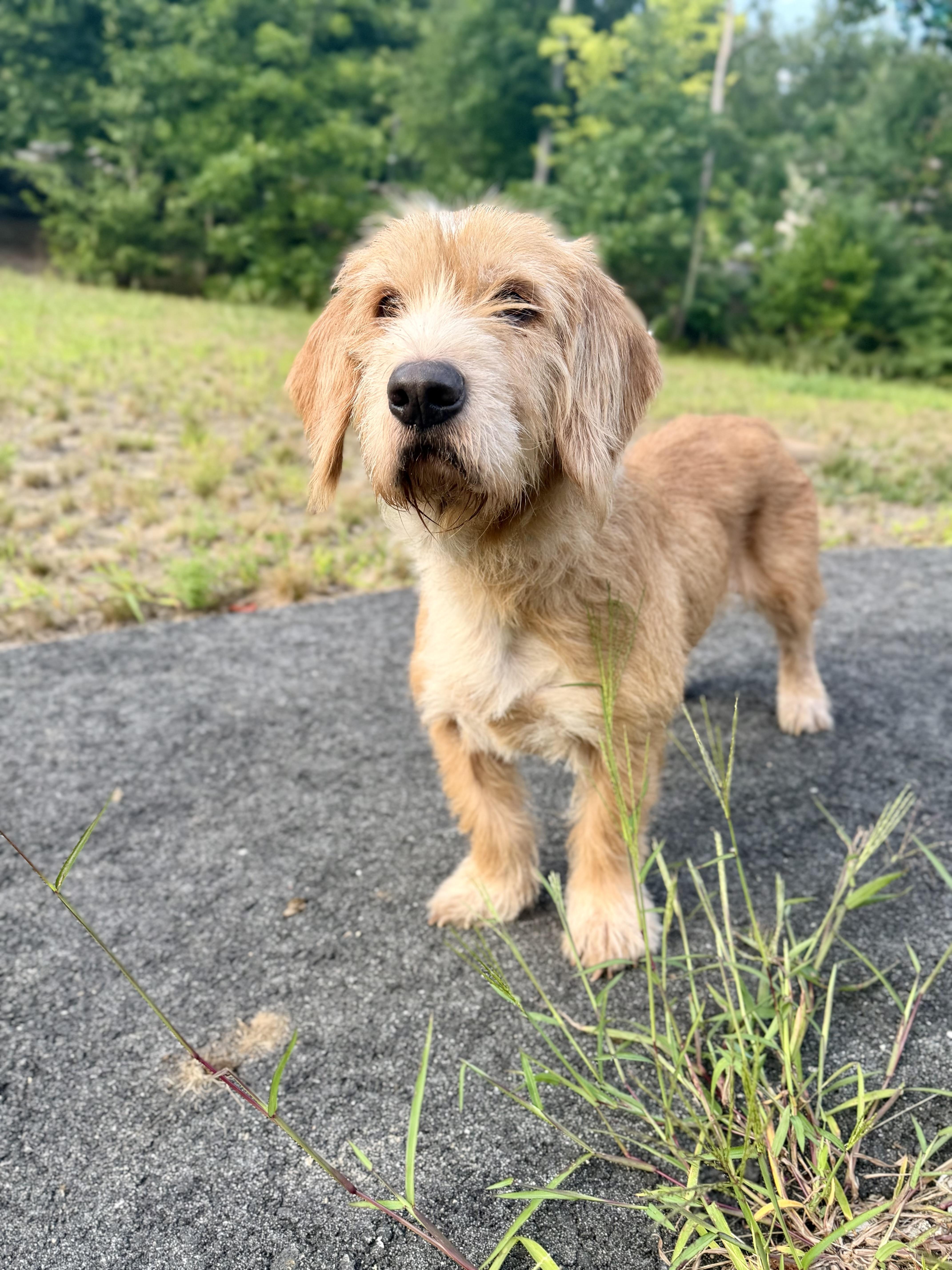 Enlarge MOE, an adopted mixed breed in Kennebunk , ME image 1/6