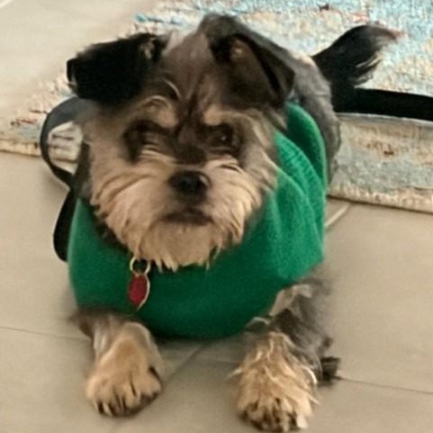 Mendy the Ewok, adoptable, Young Male Miniature Schnauzer & West Highland White Terrier / Westie.