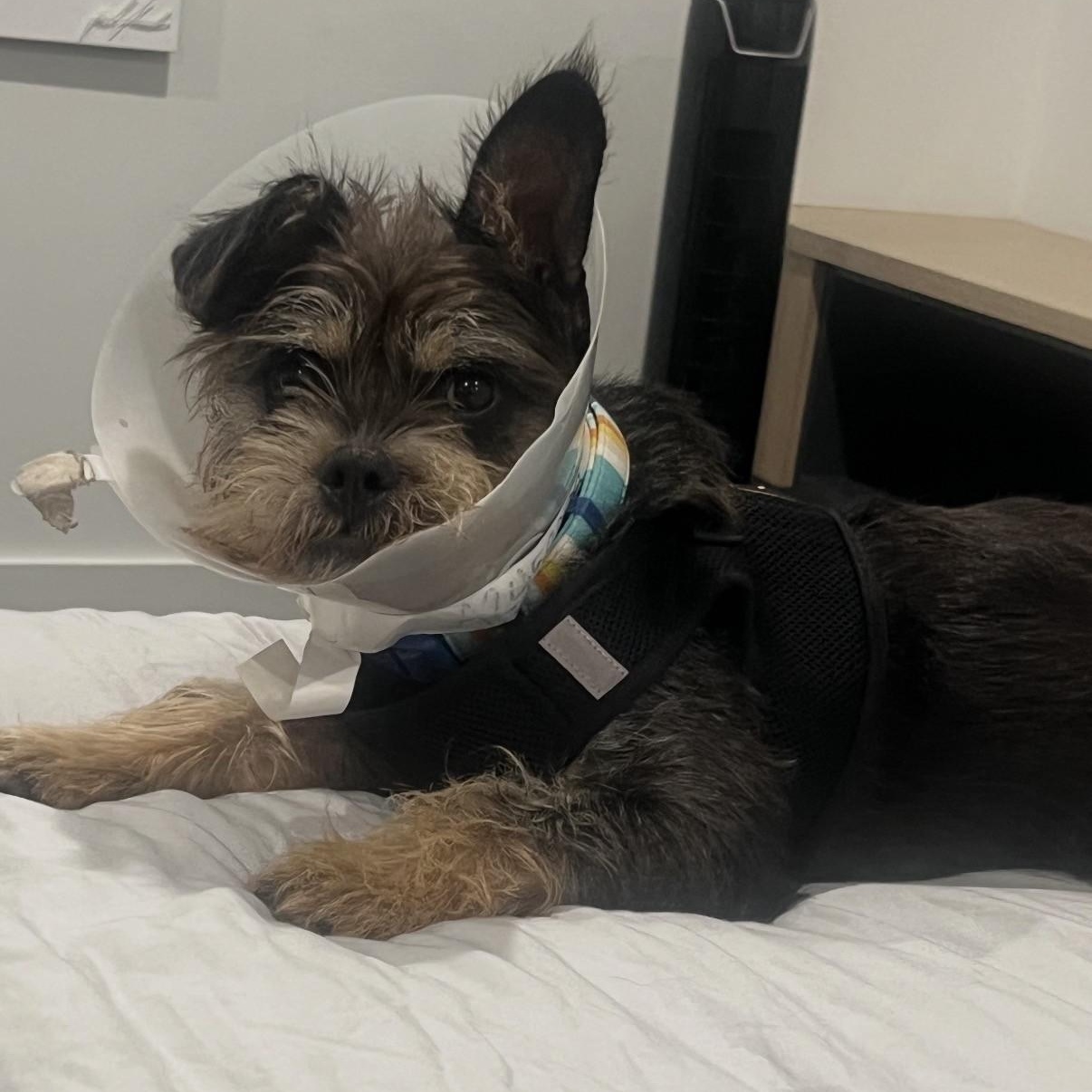 Enlarge Mendy, an adoptable mixed breed in Boca Raton, FL image 6/6