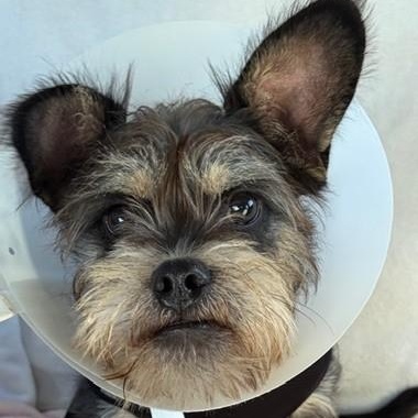 Enlarge Mendy, an adoptable mixed breed in Boca Raton, FL image 5/6