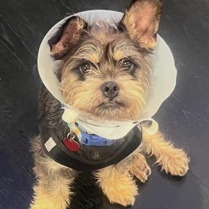 Mendy, ADOPTABLE, Young Male Miniature Schnauzer & West Highland White Terrier / Westie.