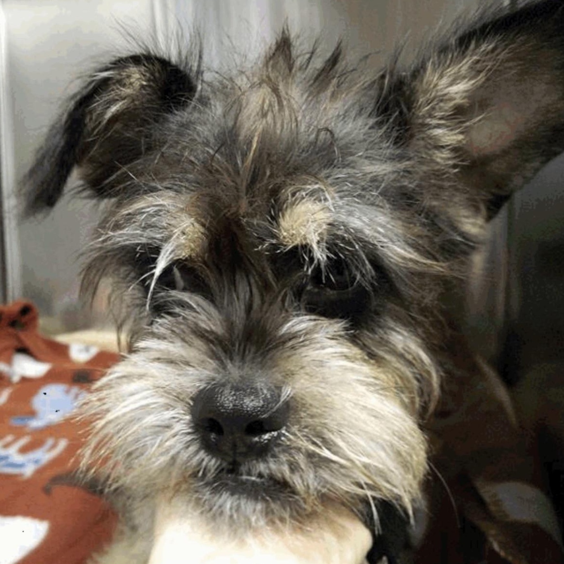 Enlarge Mendy, an adoptable mixed breed in Boca Raton, FL image 3/6