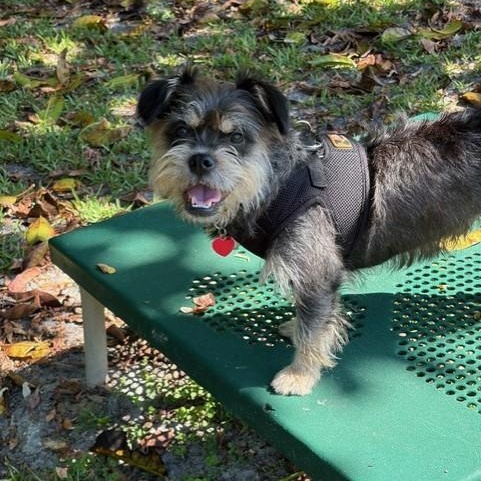 Enlarge Mendy the Ewok, an adoptable mixed breed in Boca Raton, FL image 5/6