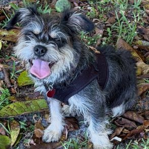 Enlarge Mendy the Ewok, an adoptable mixed breed in Boca Raton, FL image 4/6