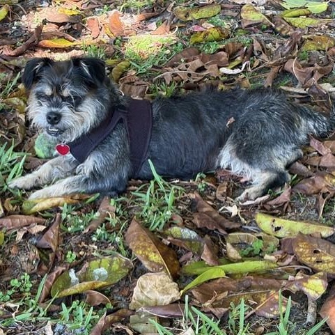Enlarge Mendy the Ewok, an adoptable mixed breed in Boca Raton, FL image 6/6