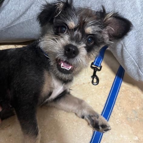 Enlarge Mendy the Ewok, an adoptable mixed breed in Boca Raton, FL image 1/6