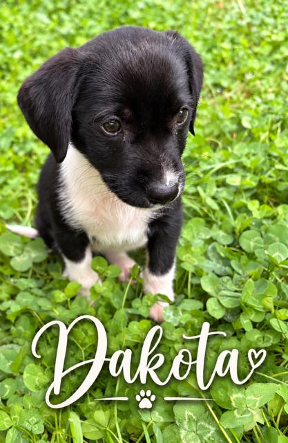 Dakota photo
