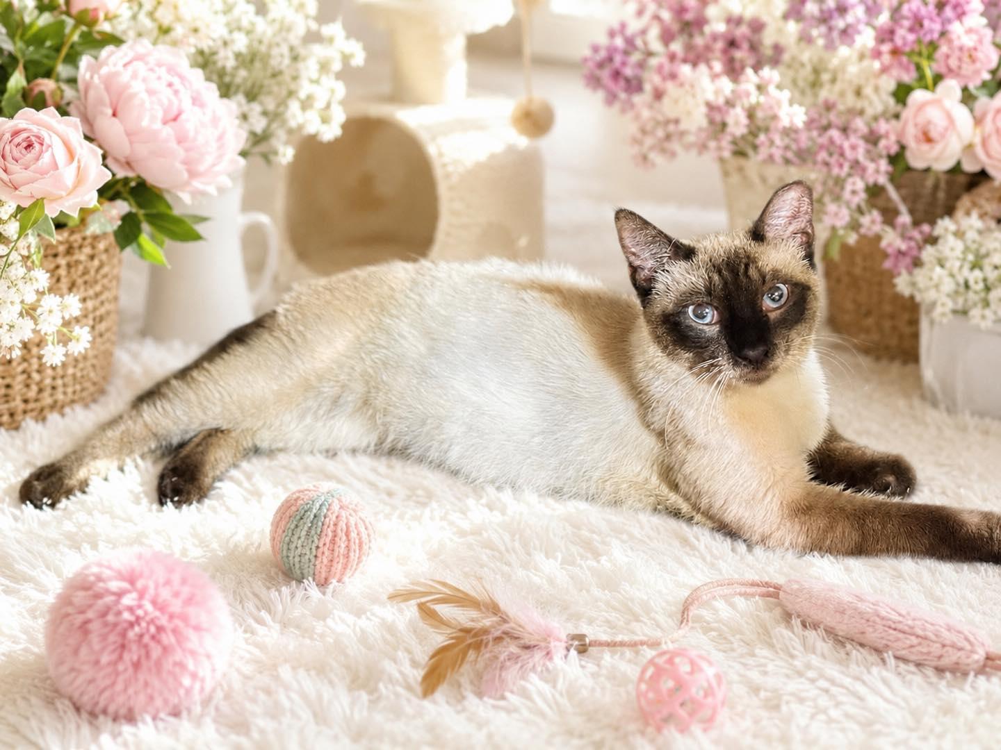 Kai, adopted, Young Male Siamese.