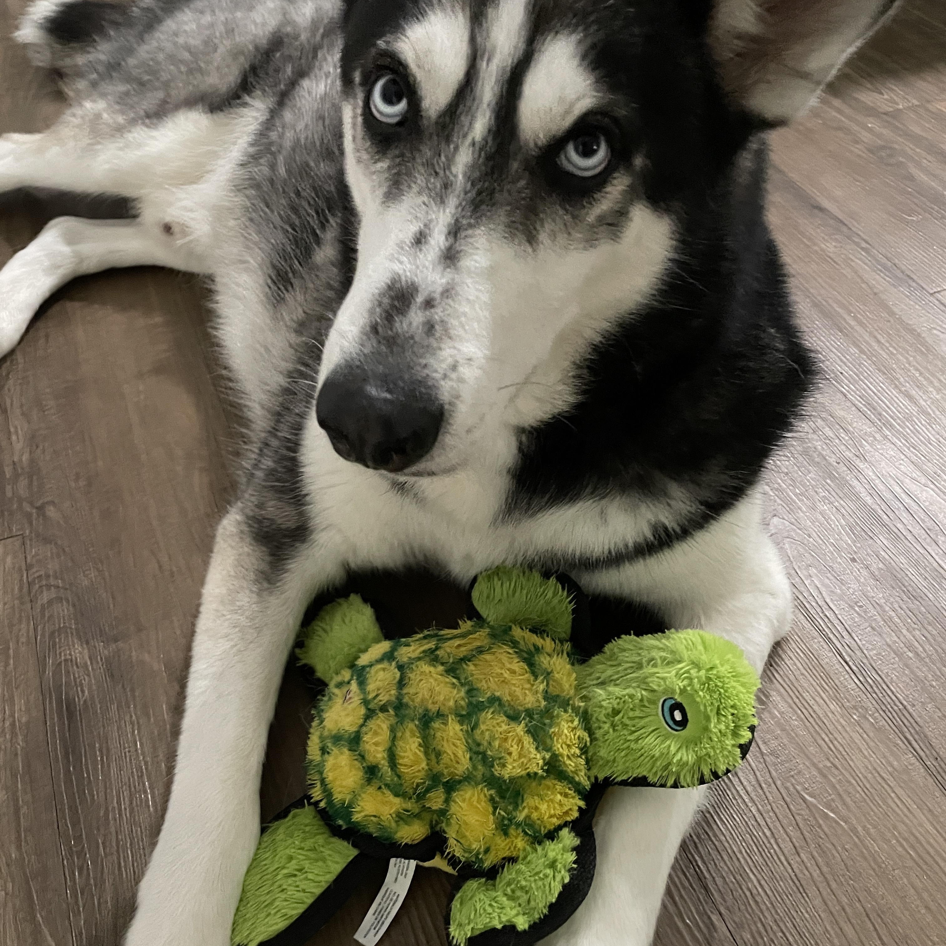 Loki, a ADOPTABLE Siberian Husky in Menifee, CA image 2/6