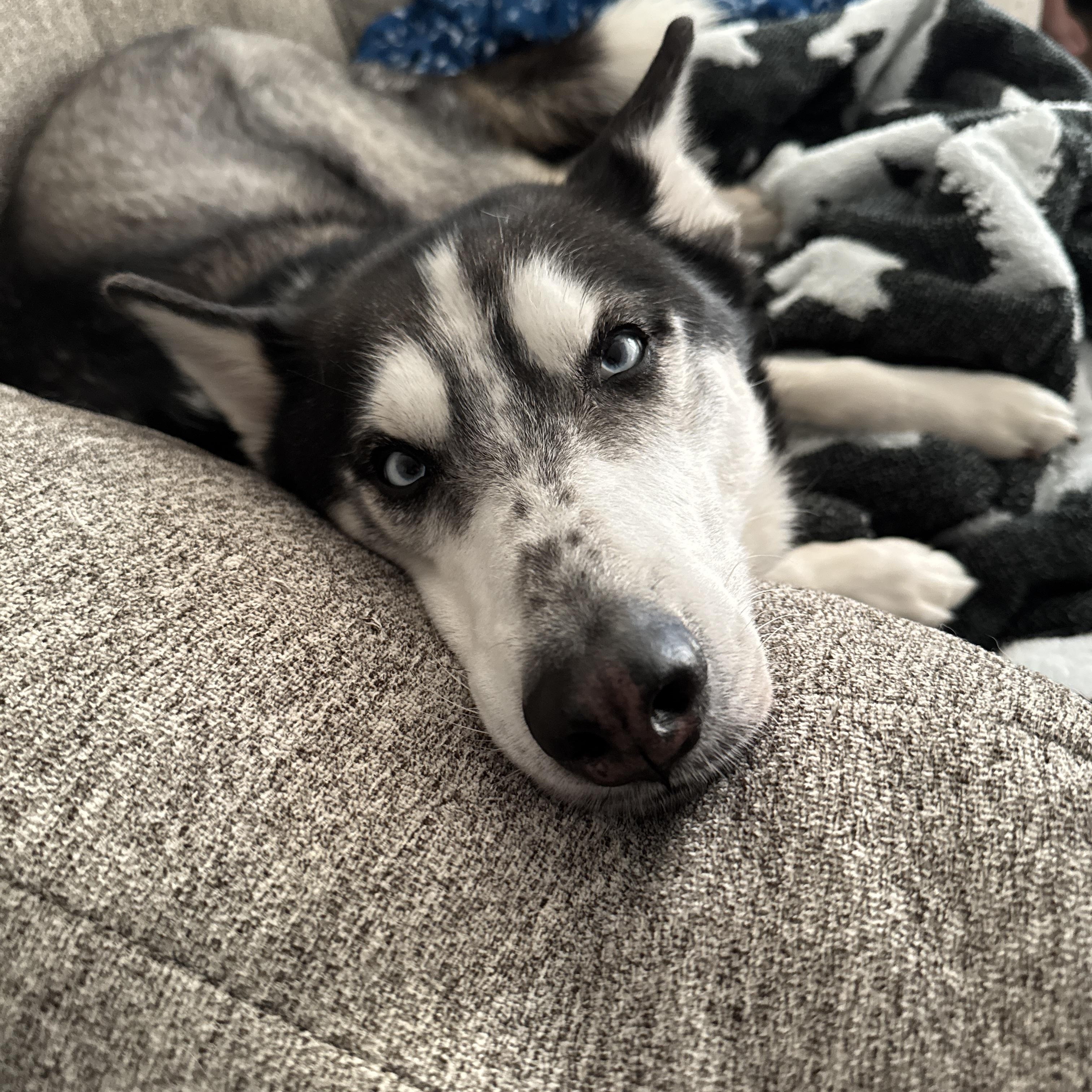 Loki, a ADOPTABLE Siberian Husky in Menifee, CA image 3/6