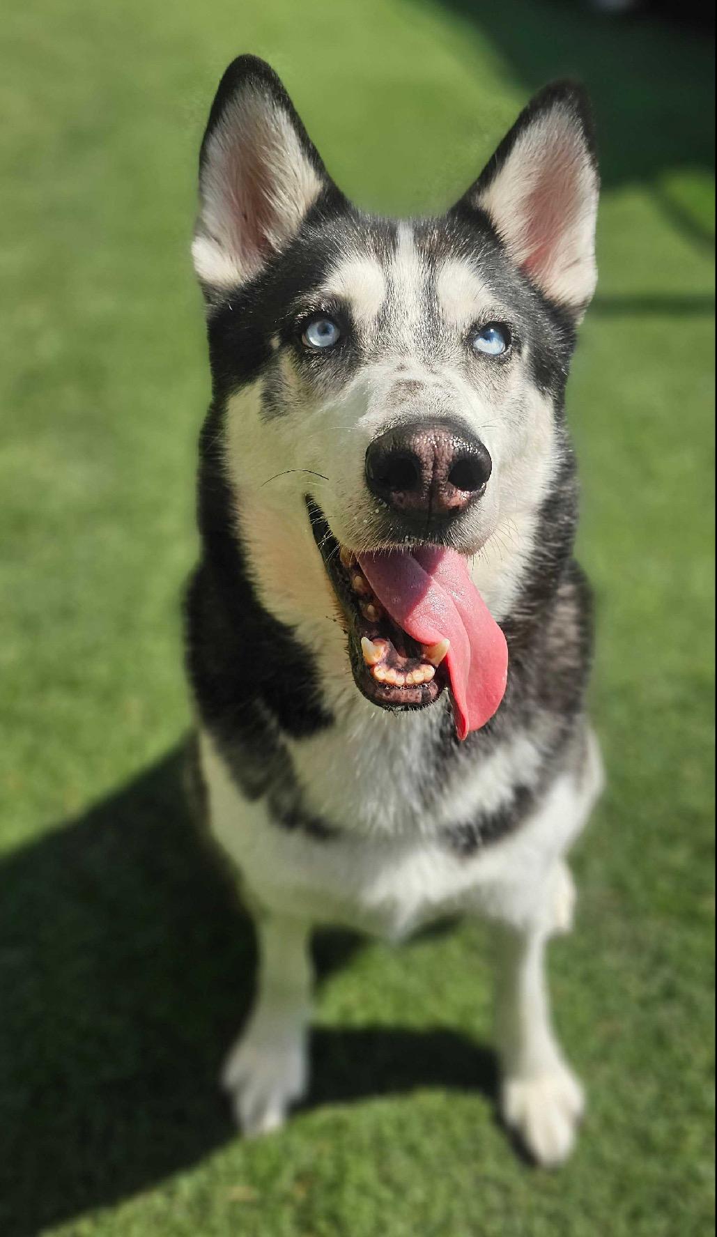 Loki, a ADOPTABLE Siberian Husky in Menifee, CA image 1/6