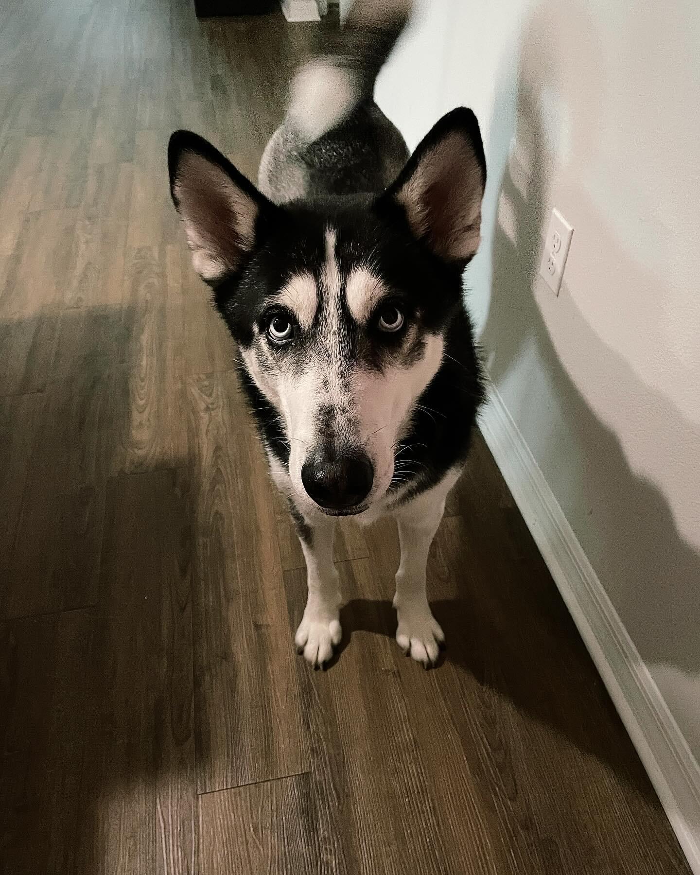 Loki, a ADOPTABLE Siberian Husky in Menifee, CA image 5/6