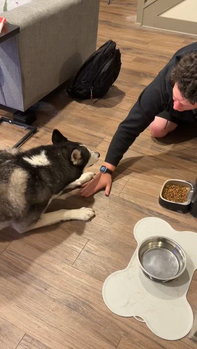 Enlarge Loki, a ADOPTABLE Siberian Husky in Menifee, CA video 6/6