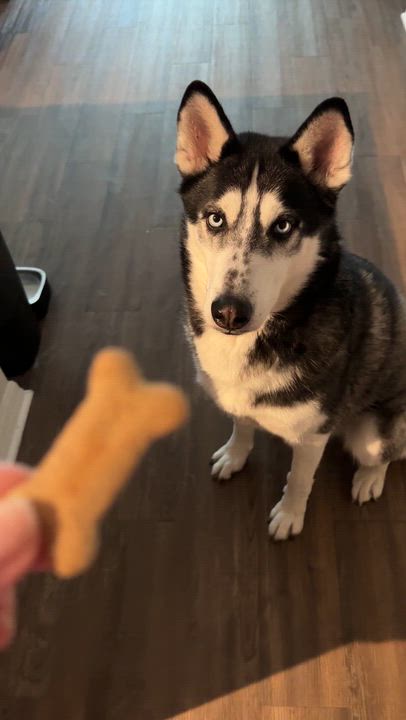Enlarge Loki, a ADOPTABLE Siberian Husky in Menifee, CA video 4/6