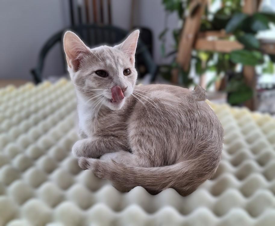 Enlarge Finley, a Adoptable Domestic Short Hair in Minneapolis, MN image 2/5