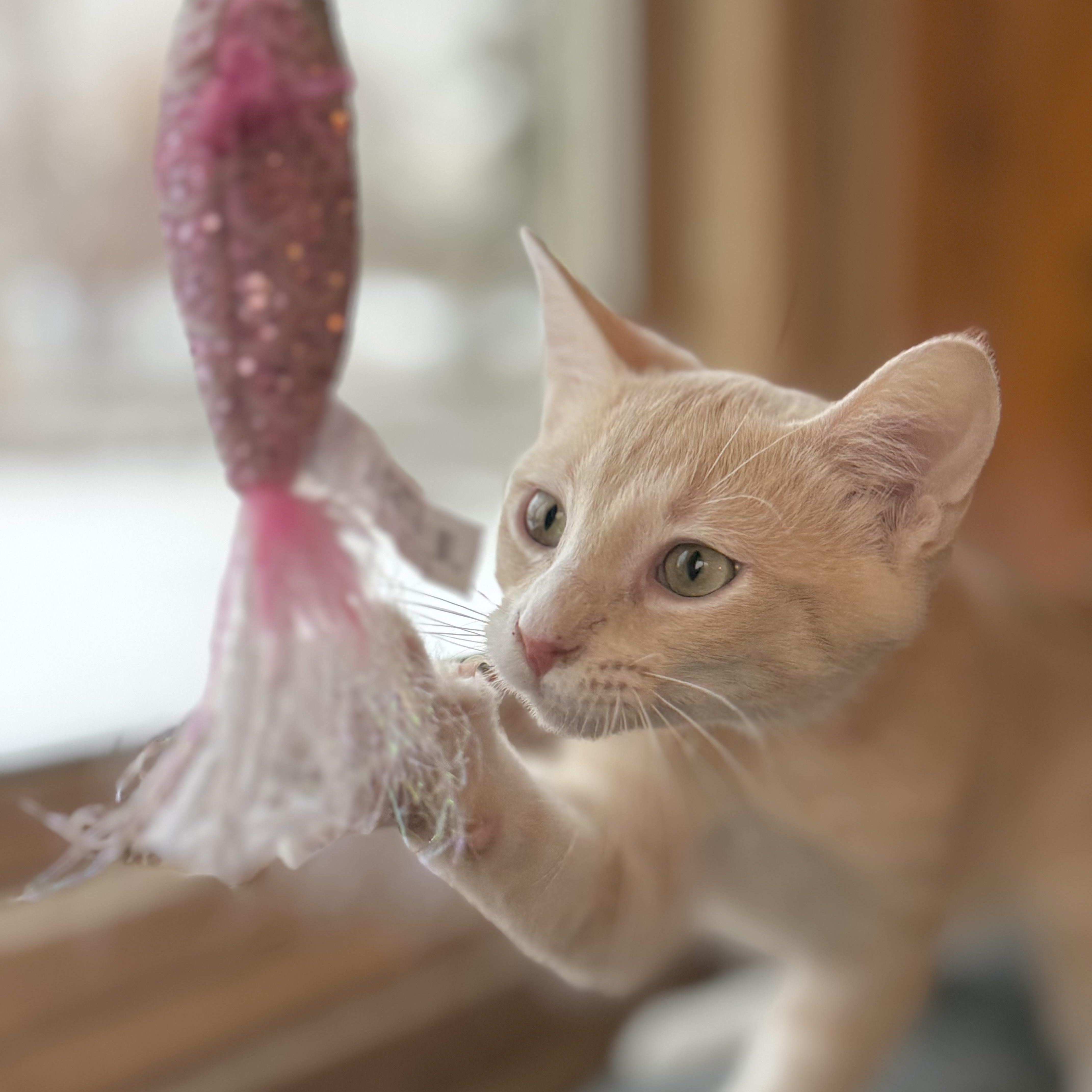 Enlarge Finley, a Adoptable Domestic Short Hair in Minneapolis, MN image 1/5