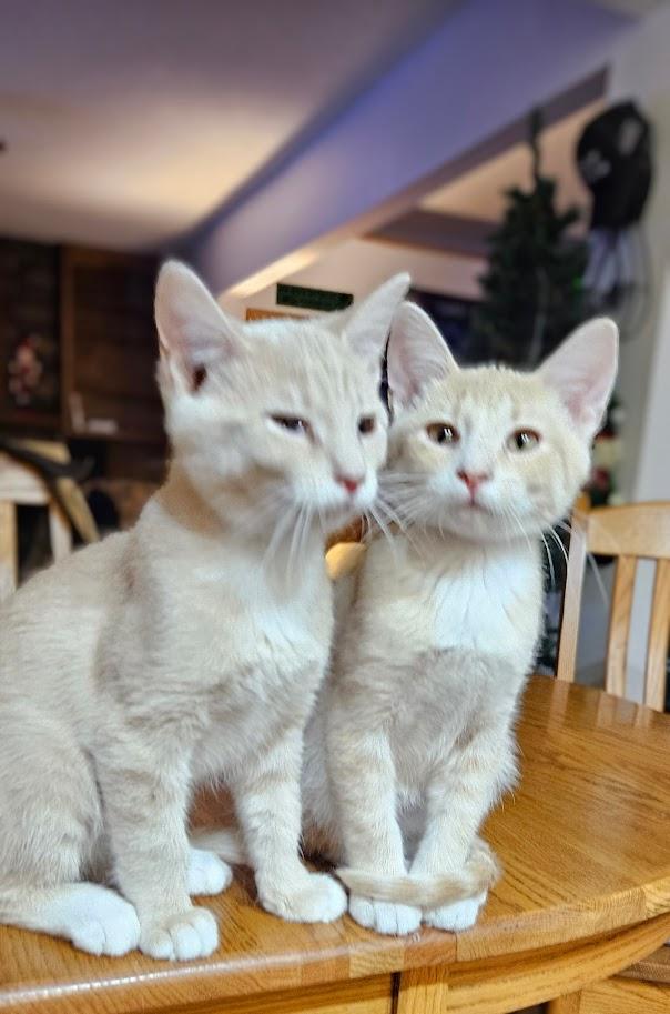 Enlarge Finley, a Adoptable Domestic Short Hair in Minneapolis, MN image 3/5