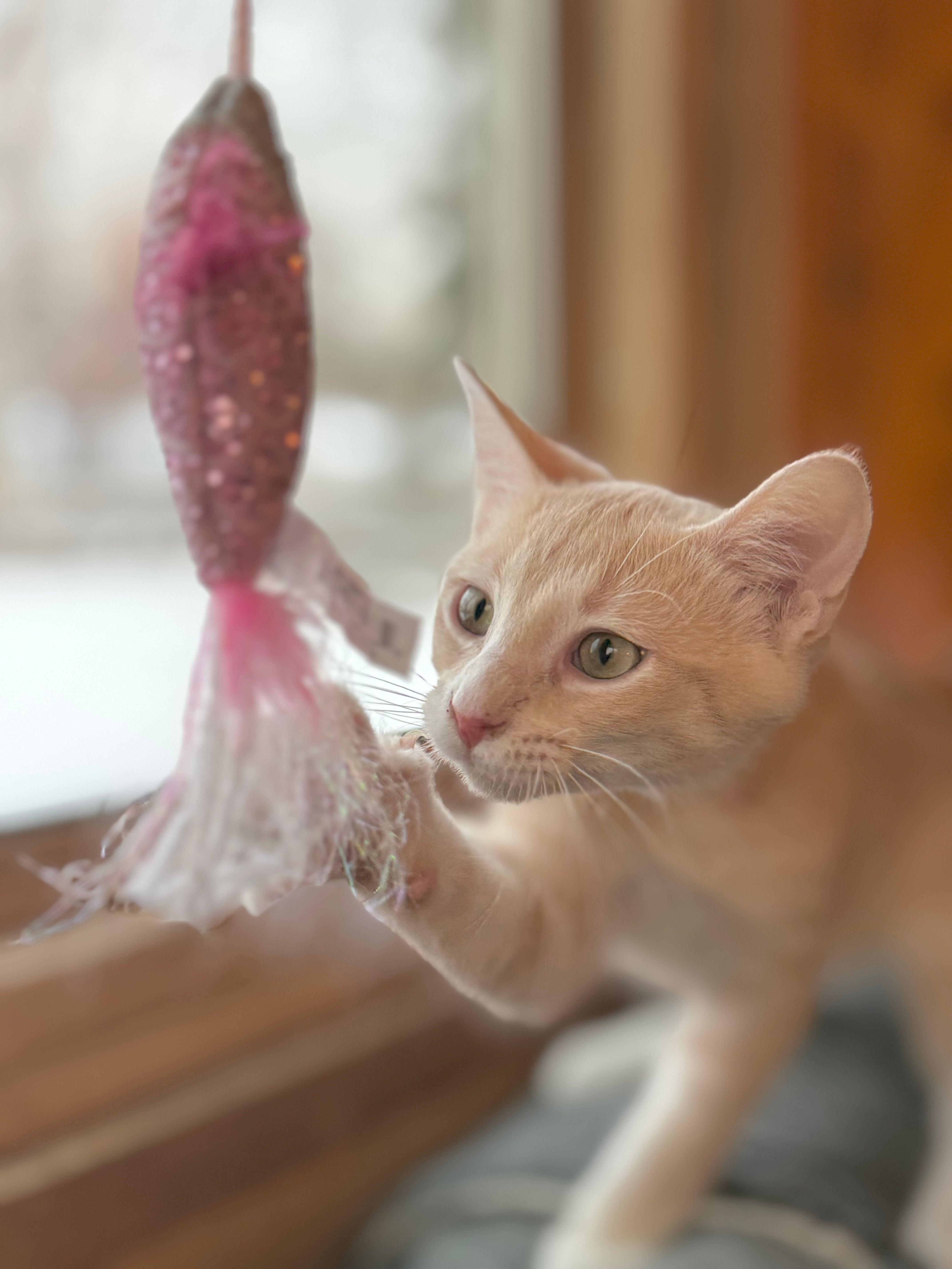 Enlarge Finley, a Adoptable Domestic Short Hair in Minneapolis, MN image 5/5