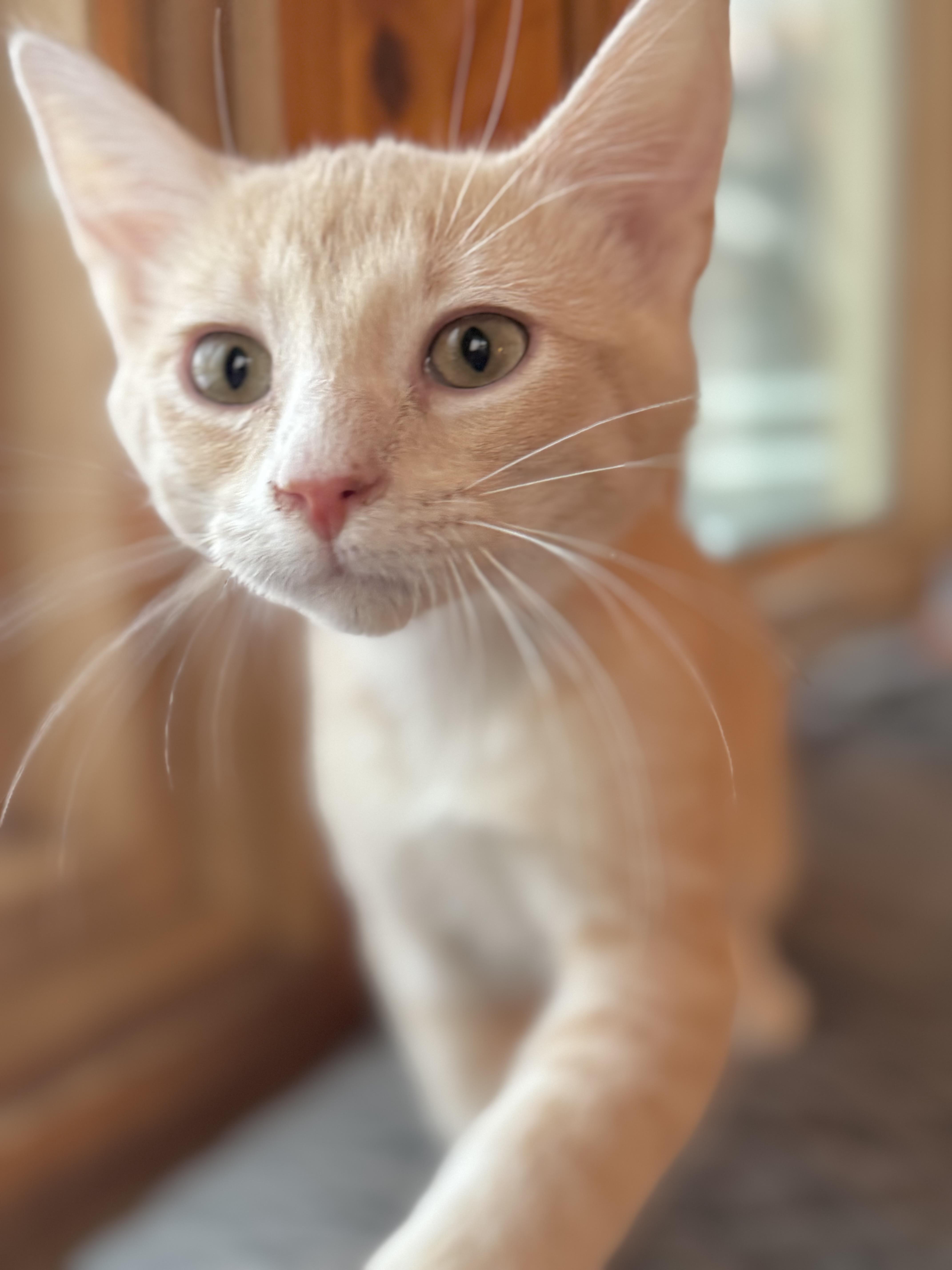 Enlarge Finley, a Adoptable Domestic Short Hair in Minneapolis, MN image 4/5