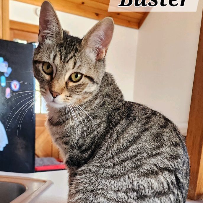 Enlarge Buster, a Adoptable Domestic Short Hair in Landenberg, PA image 1/1