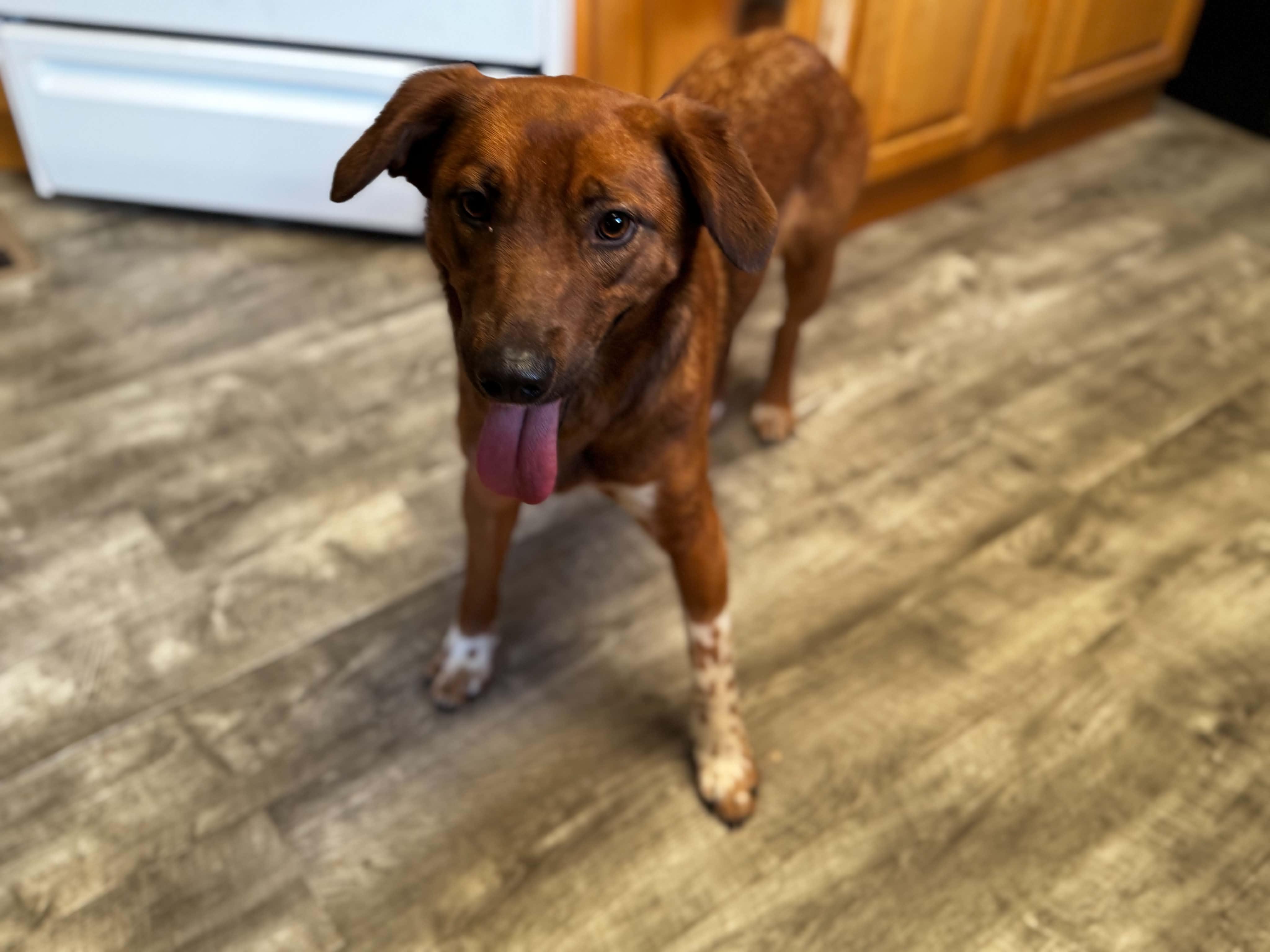 Enlarge Willow, a ADOPTABLE mixed breed in Bend, OR image 2/4