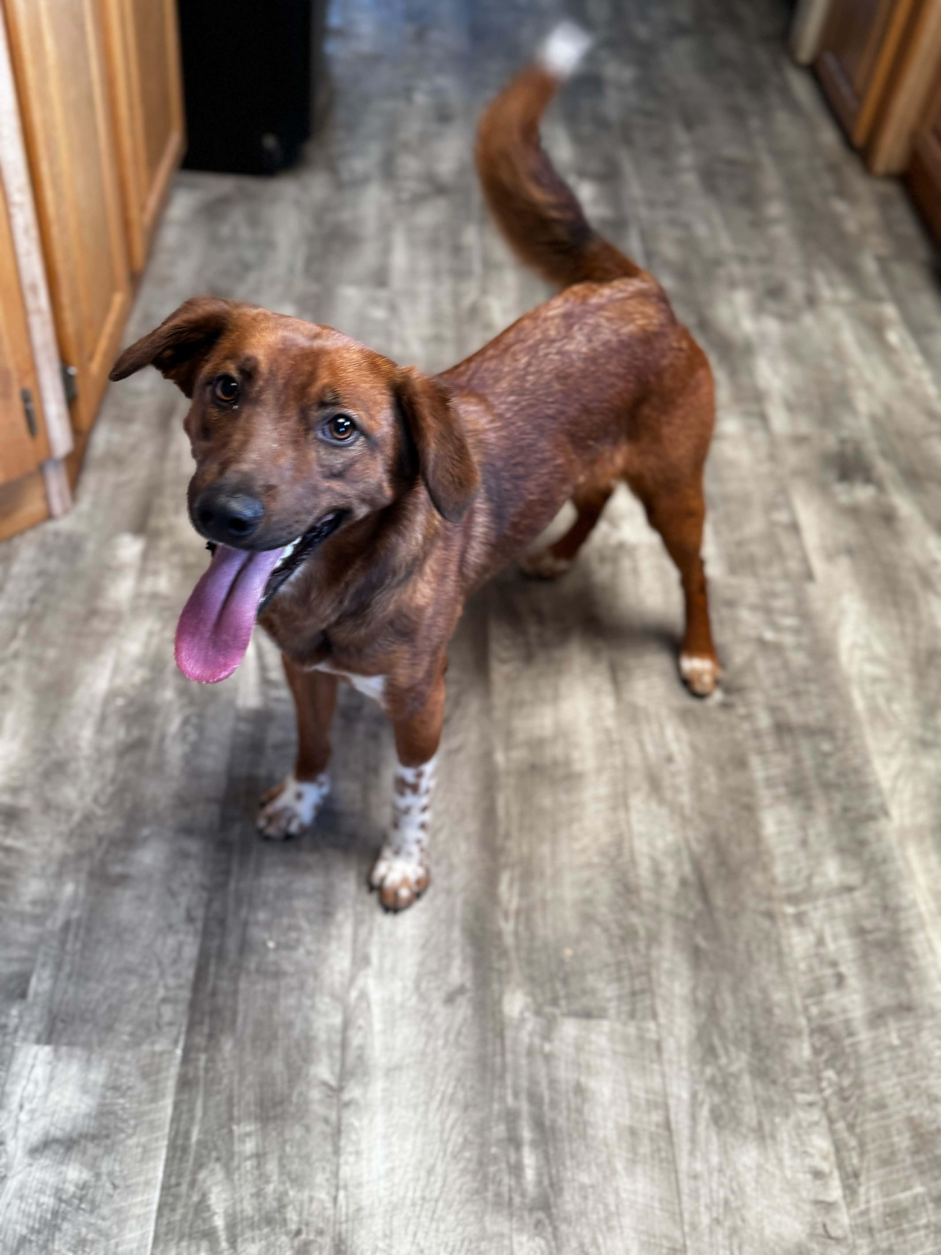 Willow, ADOPTABLE, Young Female Australian Cattle Dog / Blue Heeler.