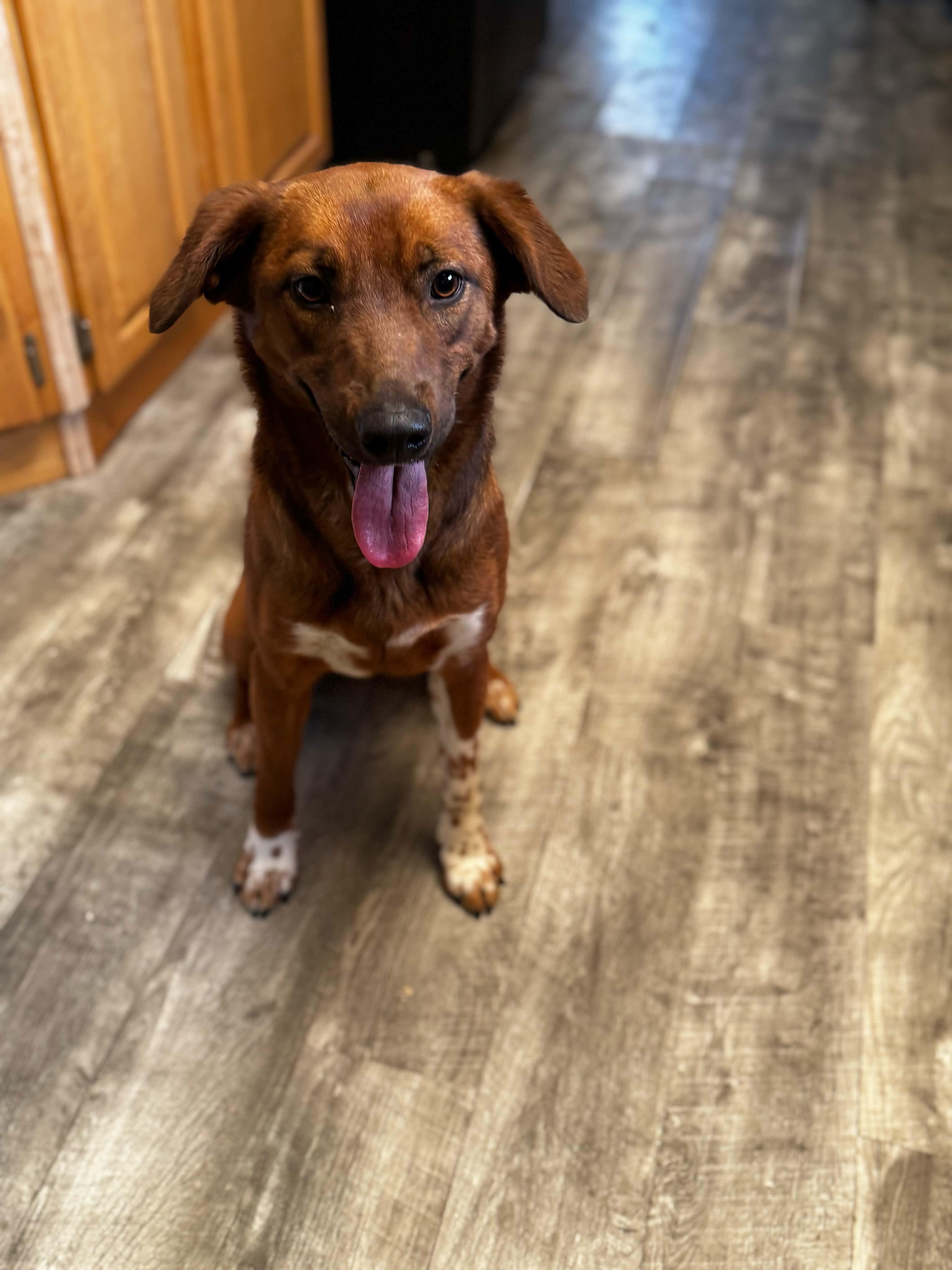 Enlarge Willow, a ADOPTABLE mixed breed in Bend, OR image 3/4