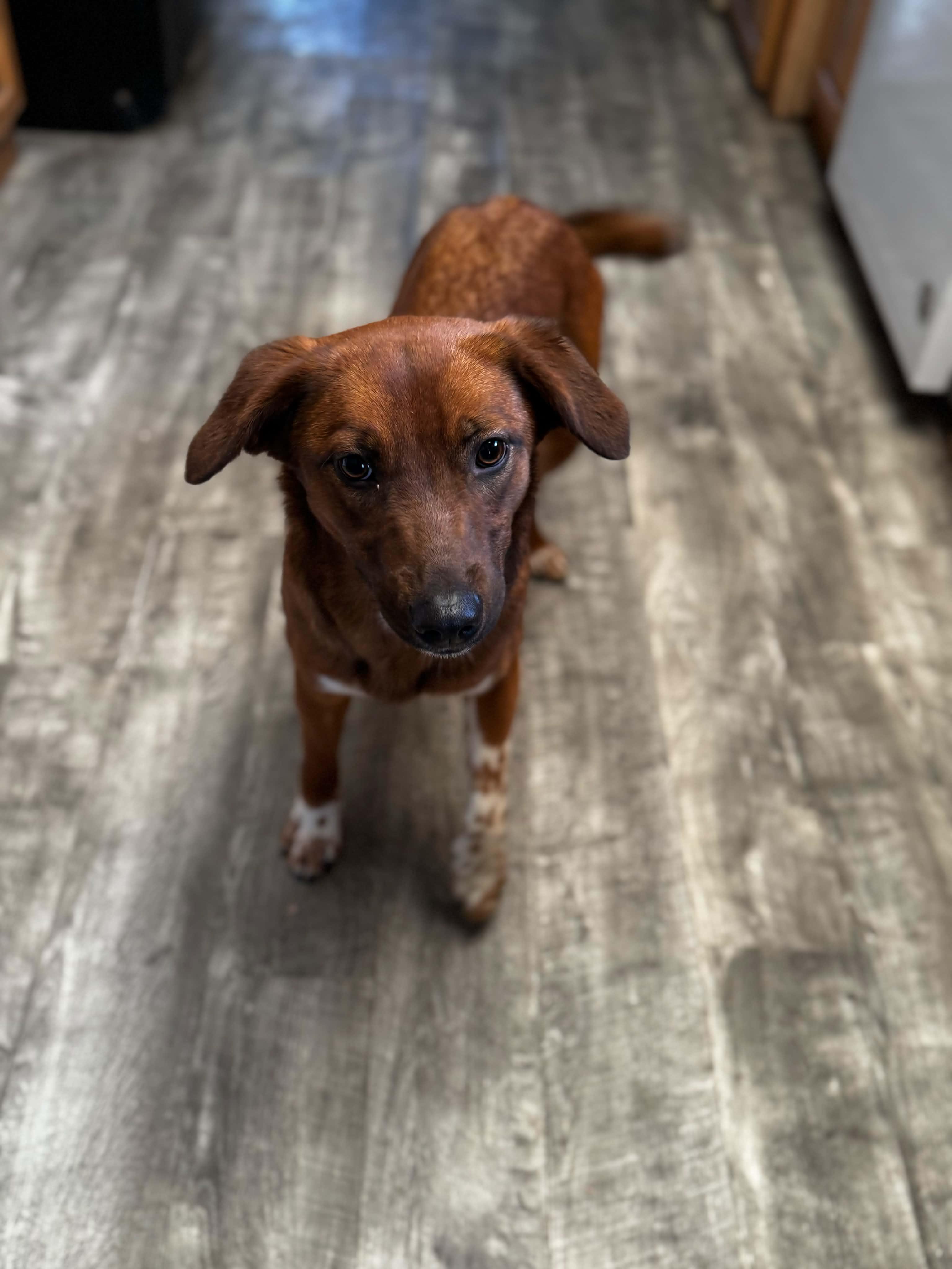 Enlarge Willow, a ADOPTABLE mixed breed in Bend, OR image 4/4