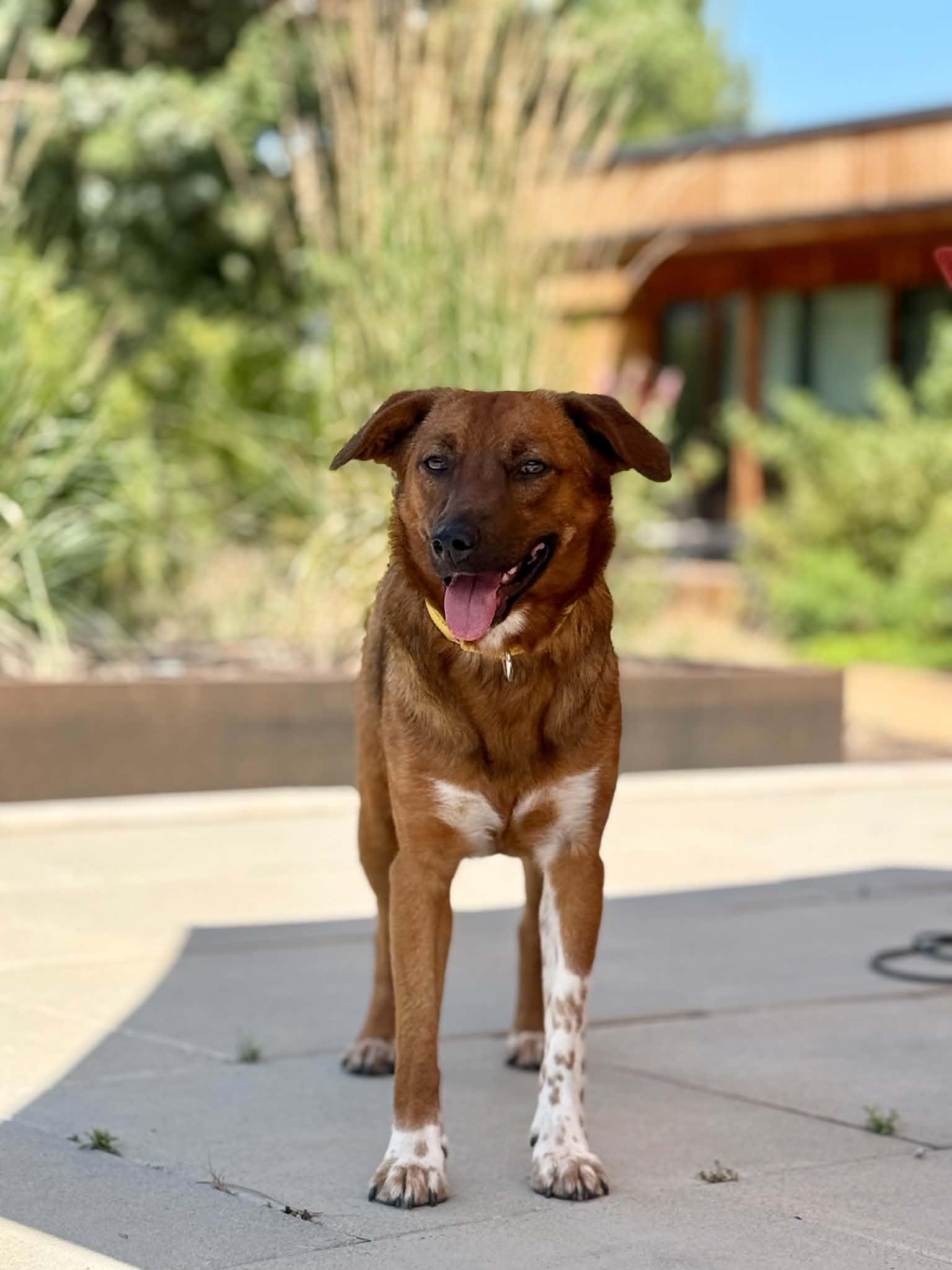 Willow, ADOPTABLE, Young Female Australian Cattle Dog / Blue Heeler.