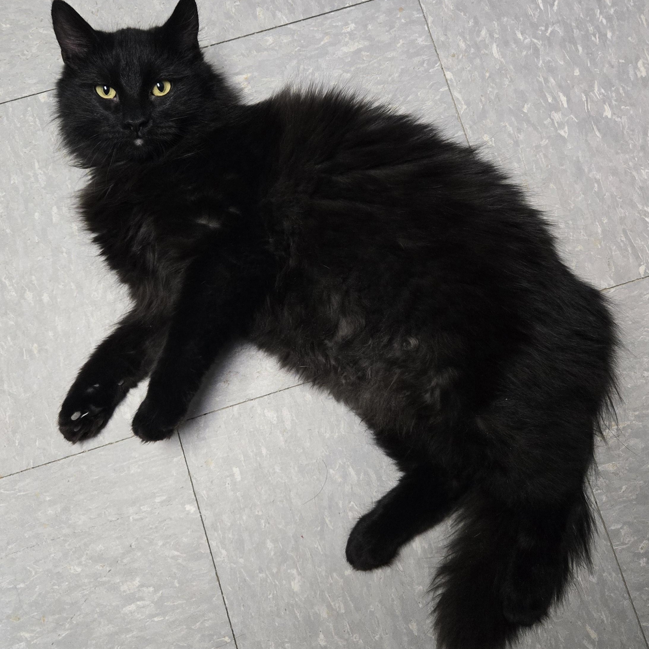 Coal, ADOPTABLE, Young Male Domestic Long Hair.