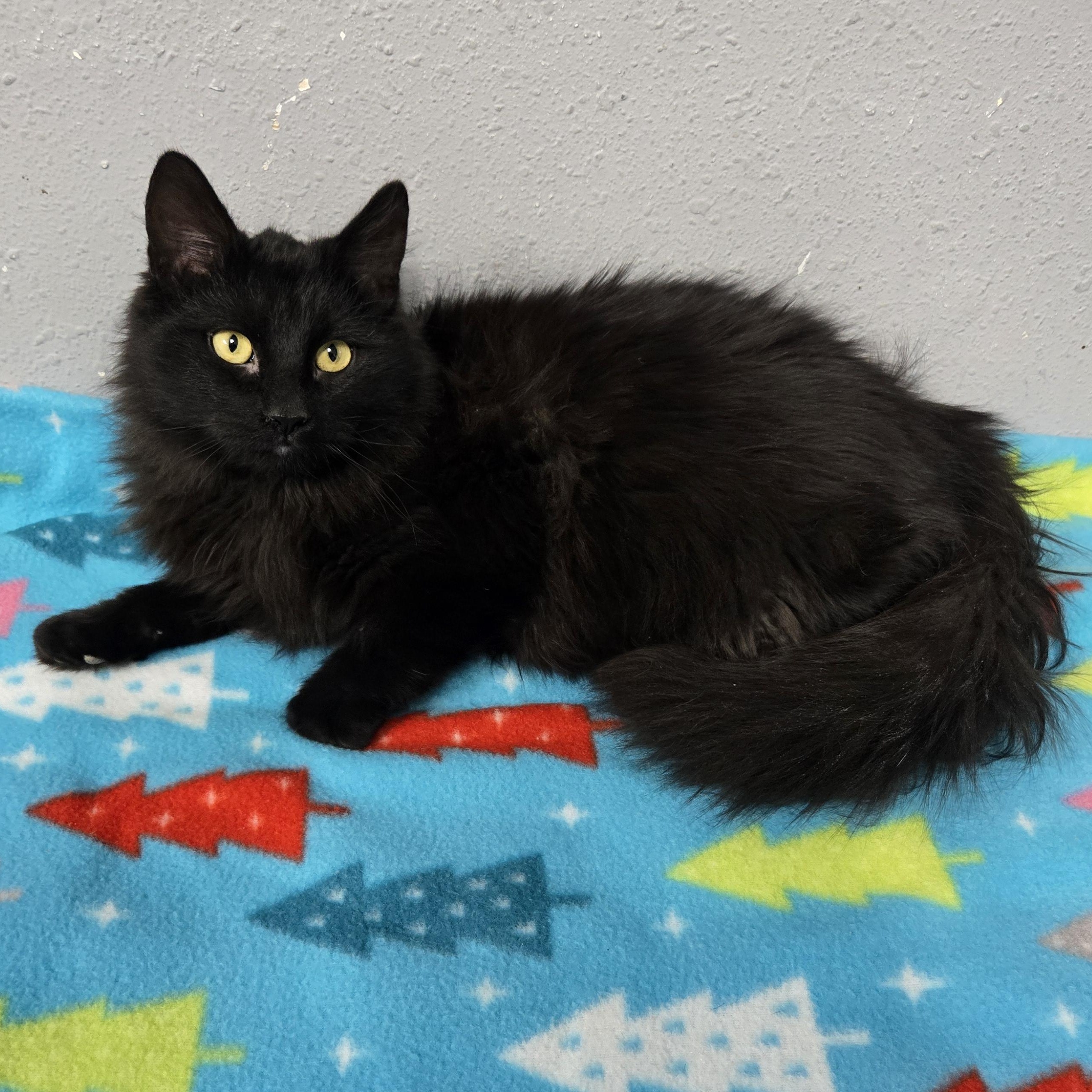 Enlarge Coal, a ADOPTABLE Domestic Long Hair in Keokuk, IA image 2/5