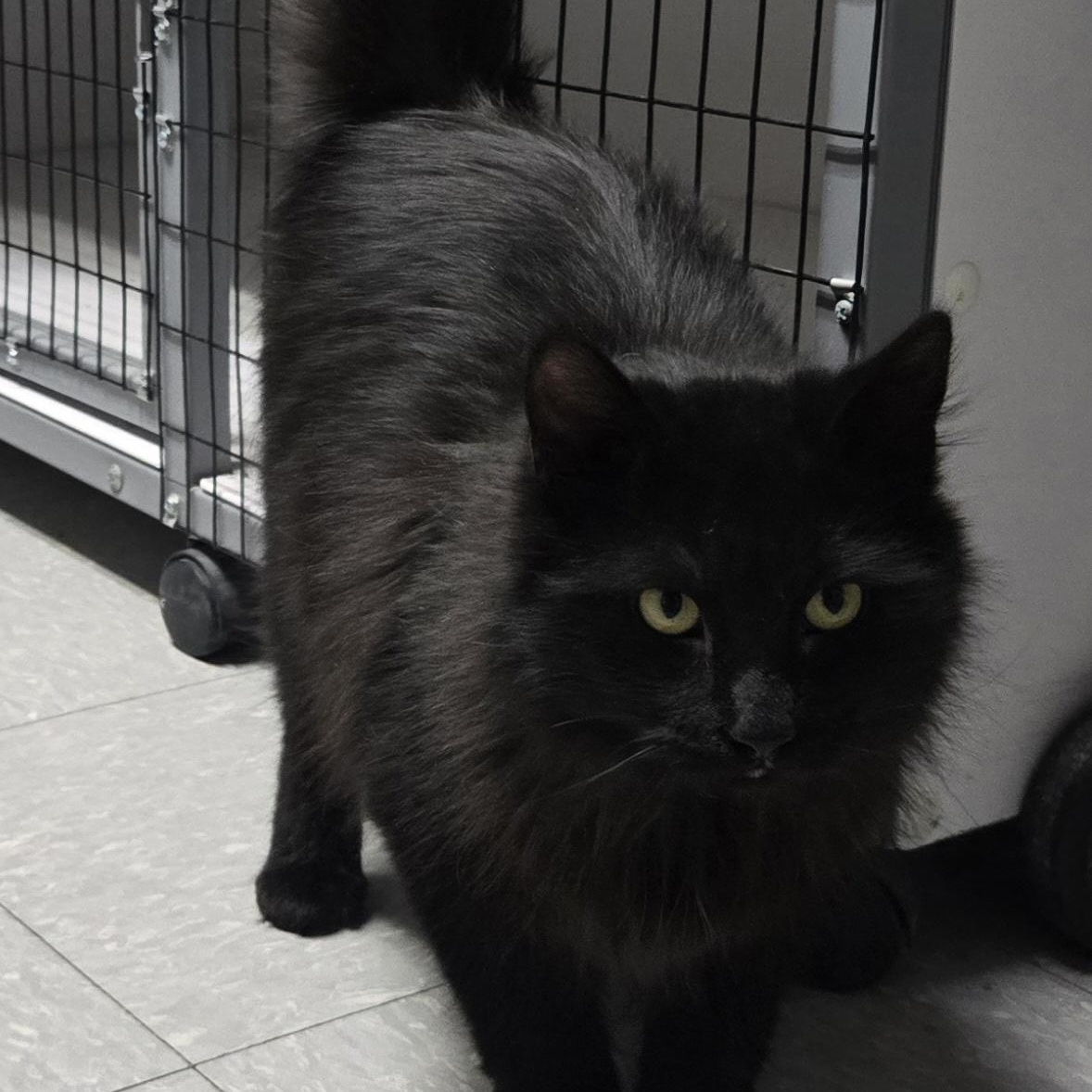 Enlarge Coal, a ADOPTABLE Domestic Long Hair in Keokuk, IA image 3/5