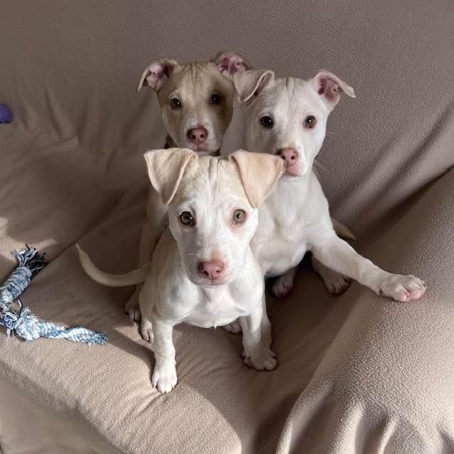 CT Buckwheat (Foster in Stafford, CT), a Adoptable Mixed Breed in Eastford, CT image 3/5