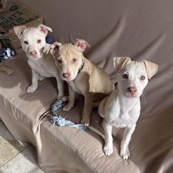 CT Buckwheat (Foster in Stafford, CT), a Adoptable Mixed Breed in Eastford, CT image 4/5