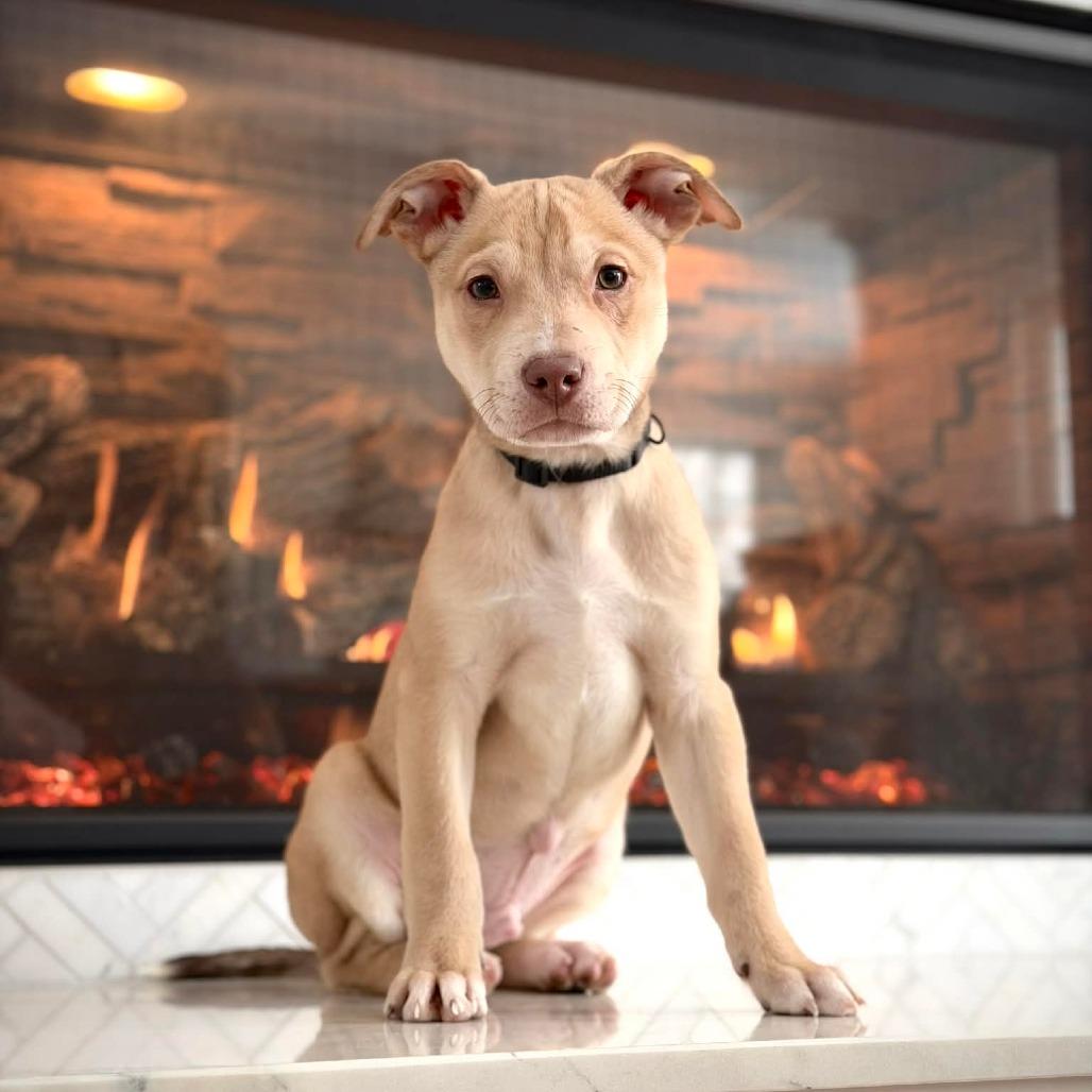 CT Buckwheat (Foster in Stafford, CT), a Adoptable Mixed Breed in Eastford, CT image 1/5