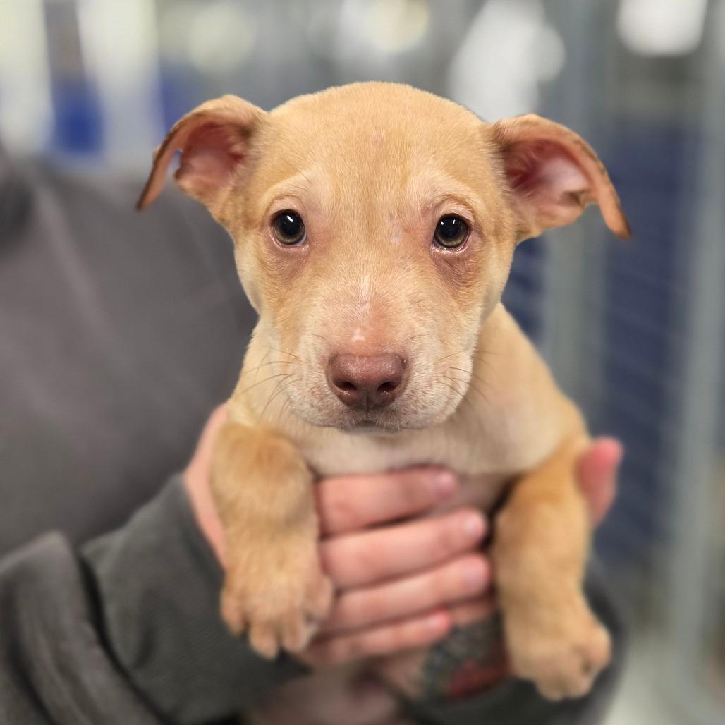 CT Buckwheat (Foster in Stafford, CT), a Adoptable Mixed Breed in Eastford, CT image 5/5