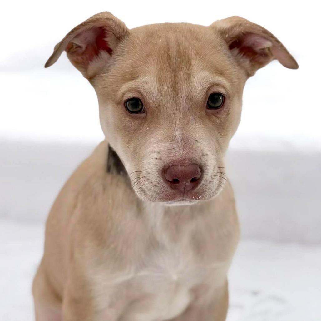 CT Buckwheat (Foster in Stafford, CT), a Adoptable Mixed Breed in Eastford, CT image 2/5