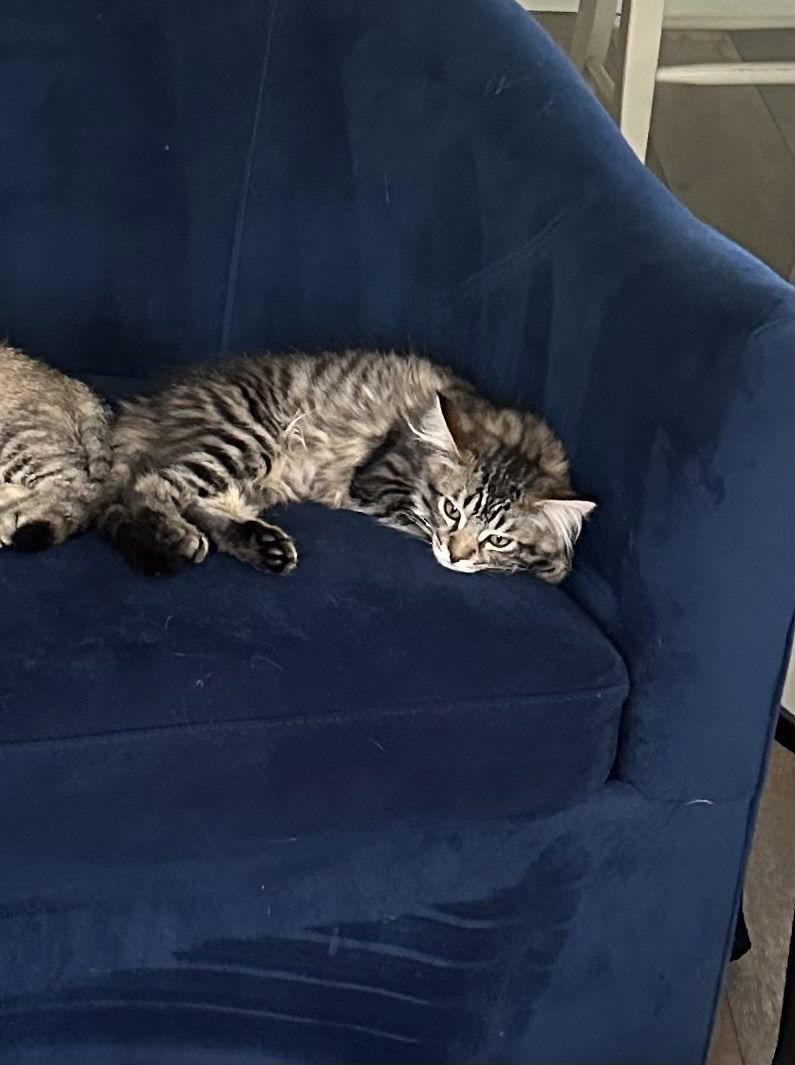 Wheein, Adopted, Kitten Female Domestic Medium Hair.