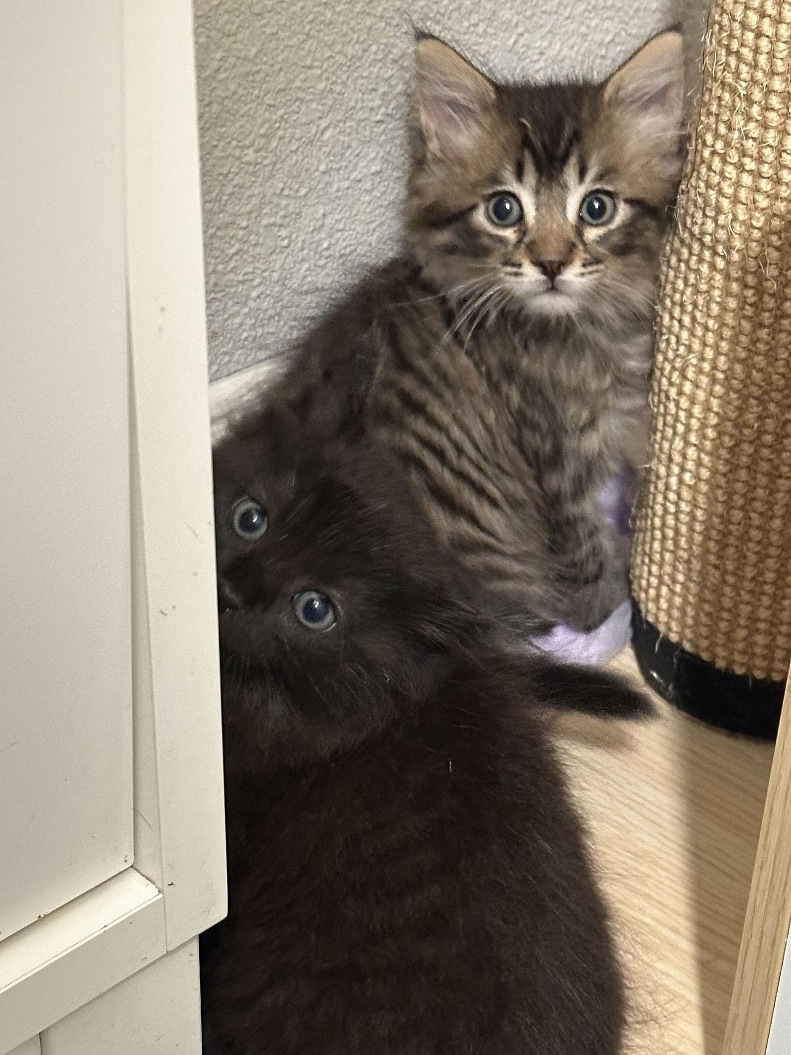 Enlarge Wheein, a Adopted Domestic Medium Hair in Mission Viejo, CA image 2/3