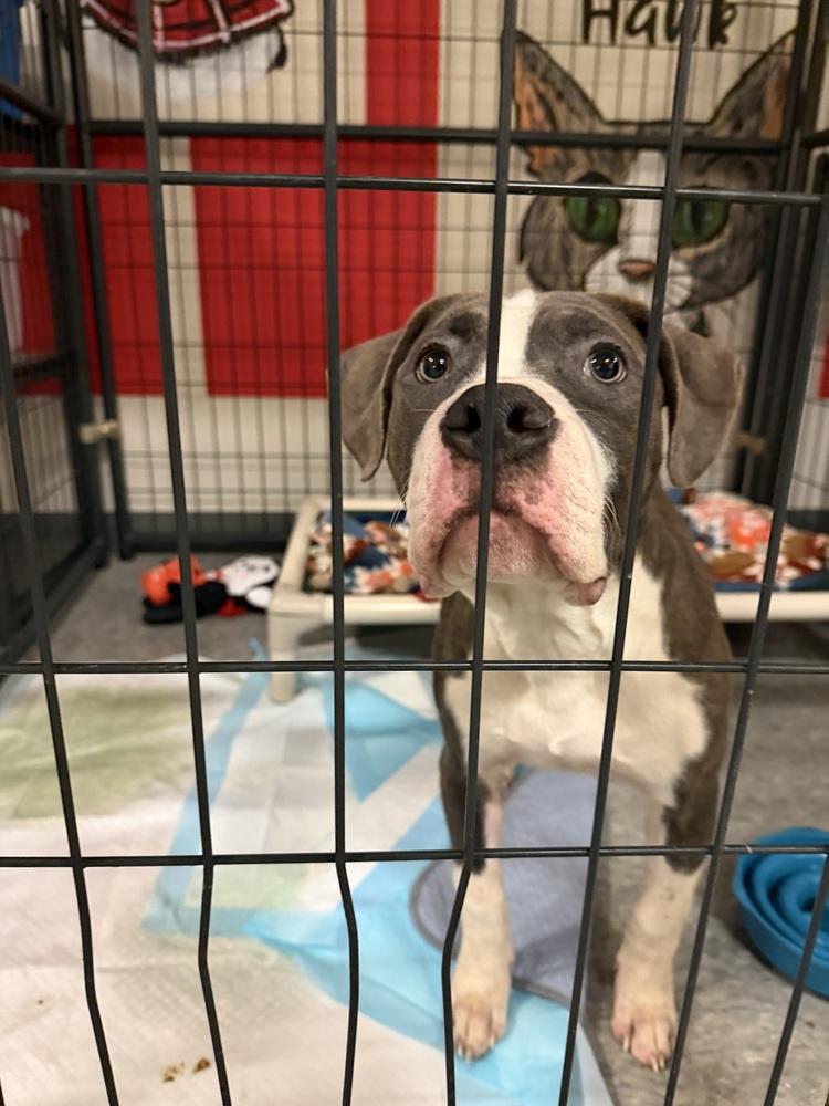 Brutus, Adopted, Puppy Male Mixed Breed.