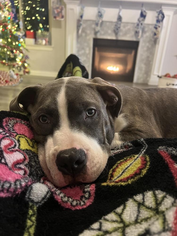 Enlarge Brutus, a Adopted mixed breed in Clinton Township, MI image 3/5