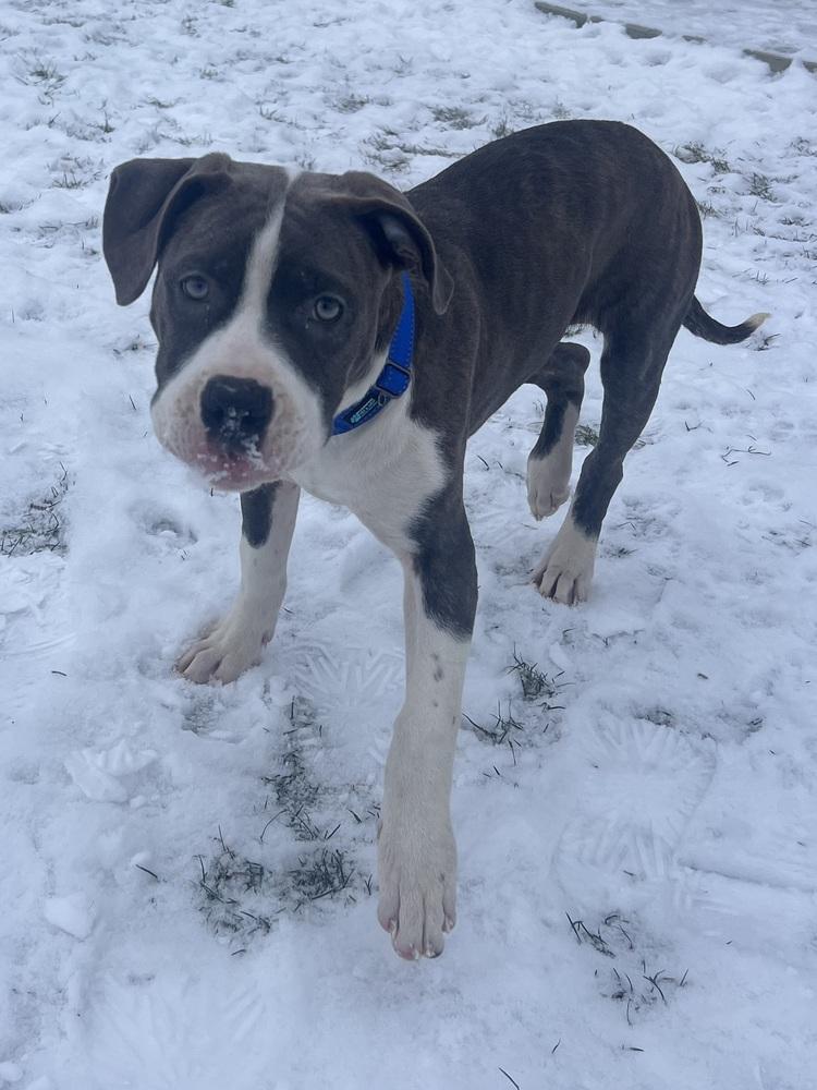 Enlarge Brutus, a Adopted mixed breed in Clinton Township, MI image 4/5