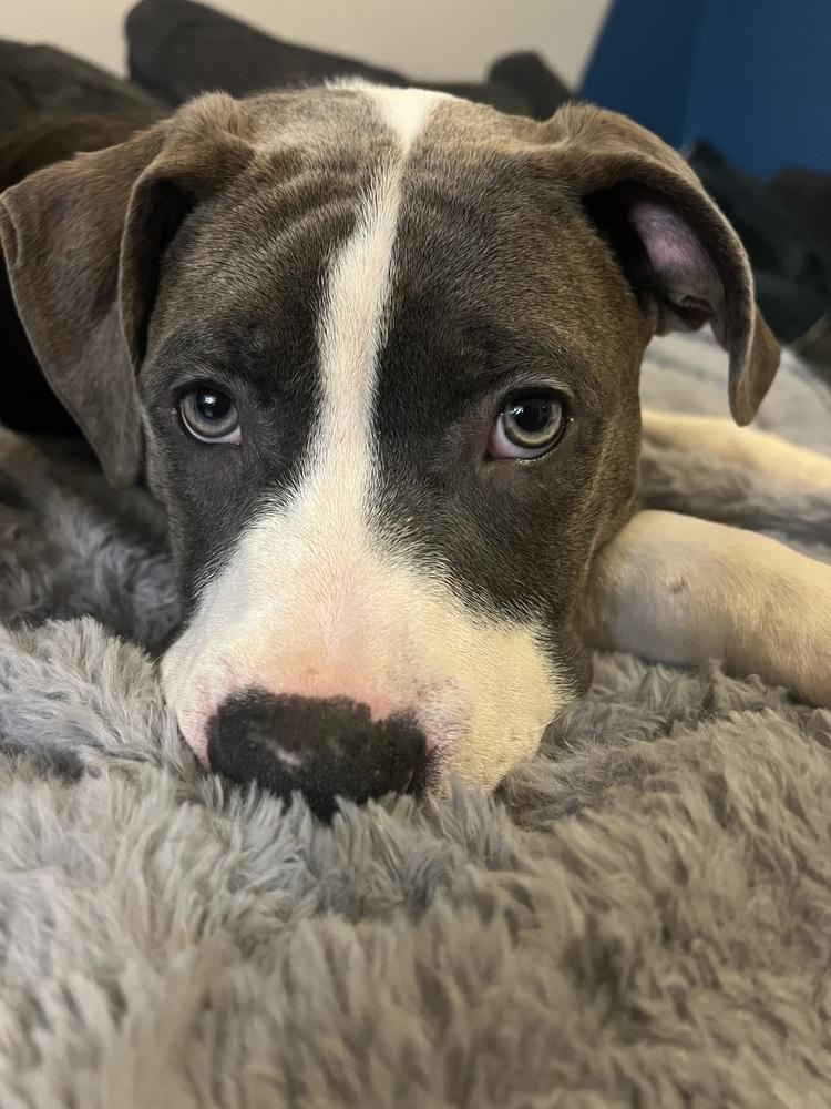 Enlarge Brutus, a Adopted mixed breed in Clinton Township, MI image 5/5