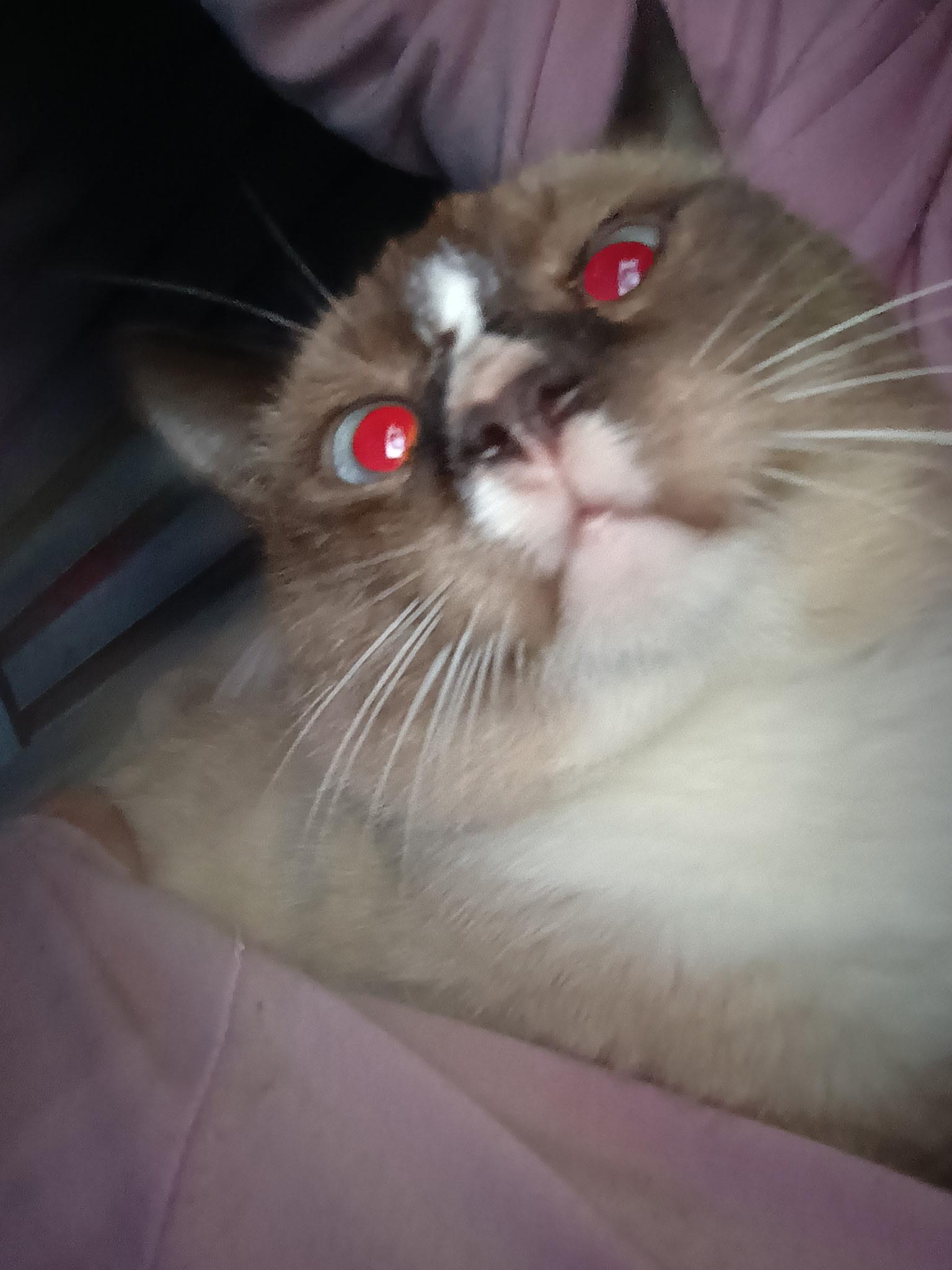 Enlarge Sandwich, a Adoptable Snowshoe in Mount Pleasant, TX image 2/4