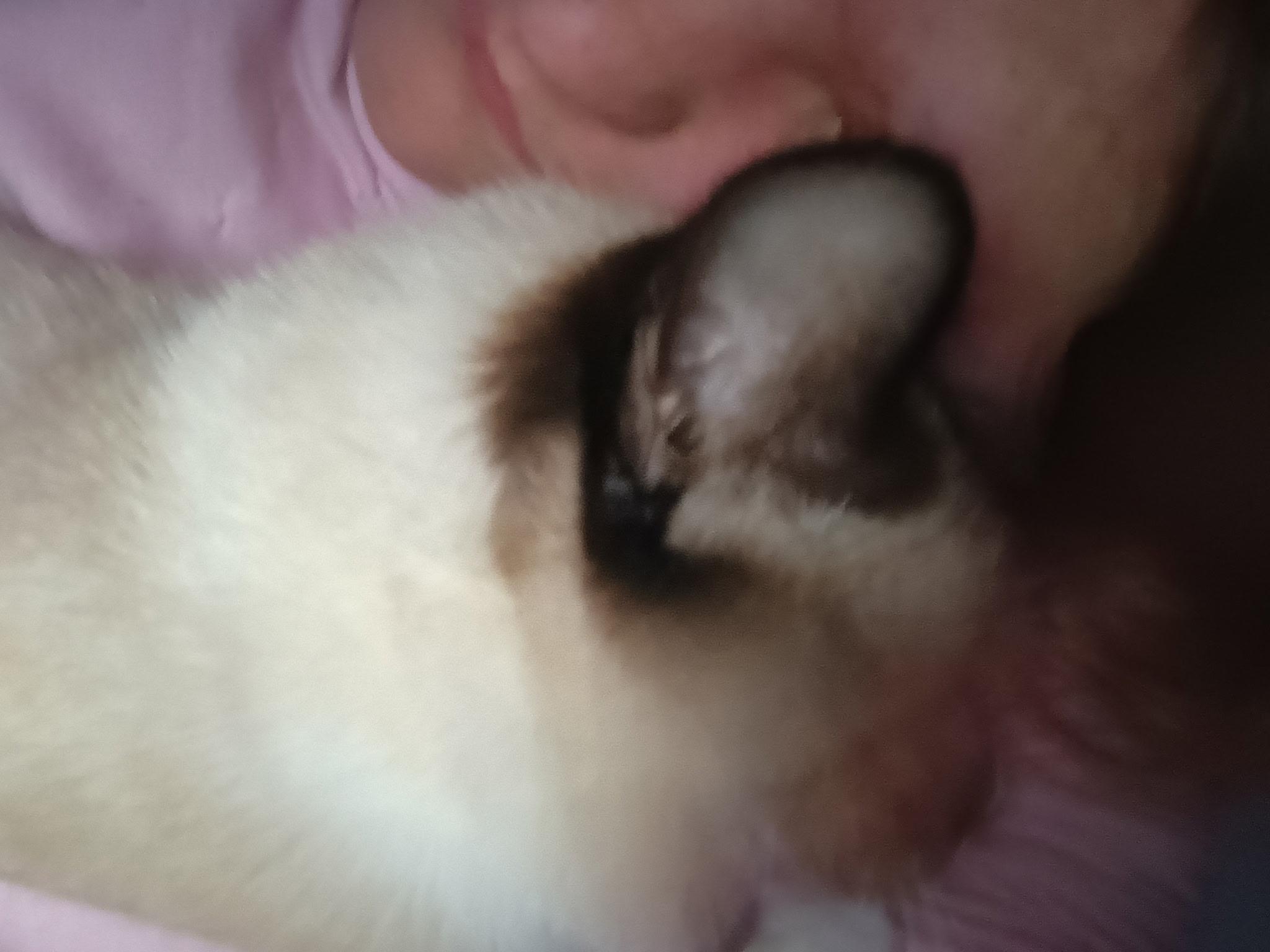 Enlarge Sandwich, a Adoptable Snowshoe in Mount Pleasant, TX image 3/4